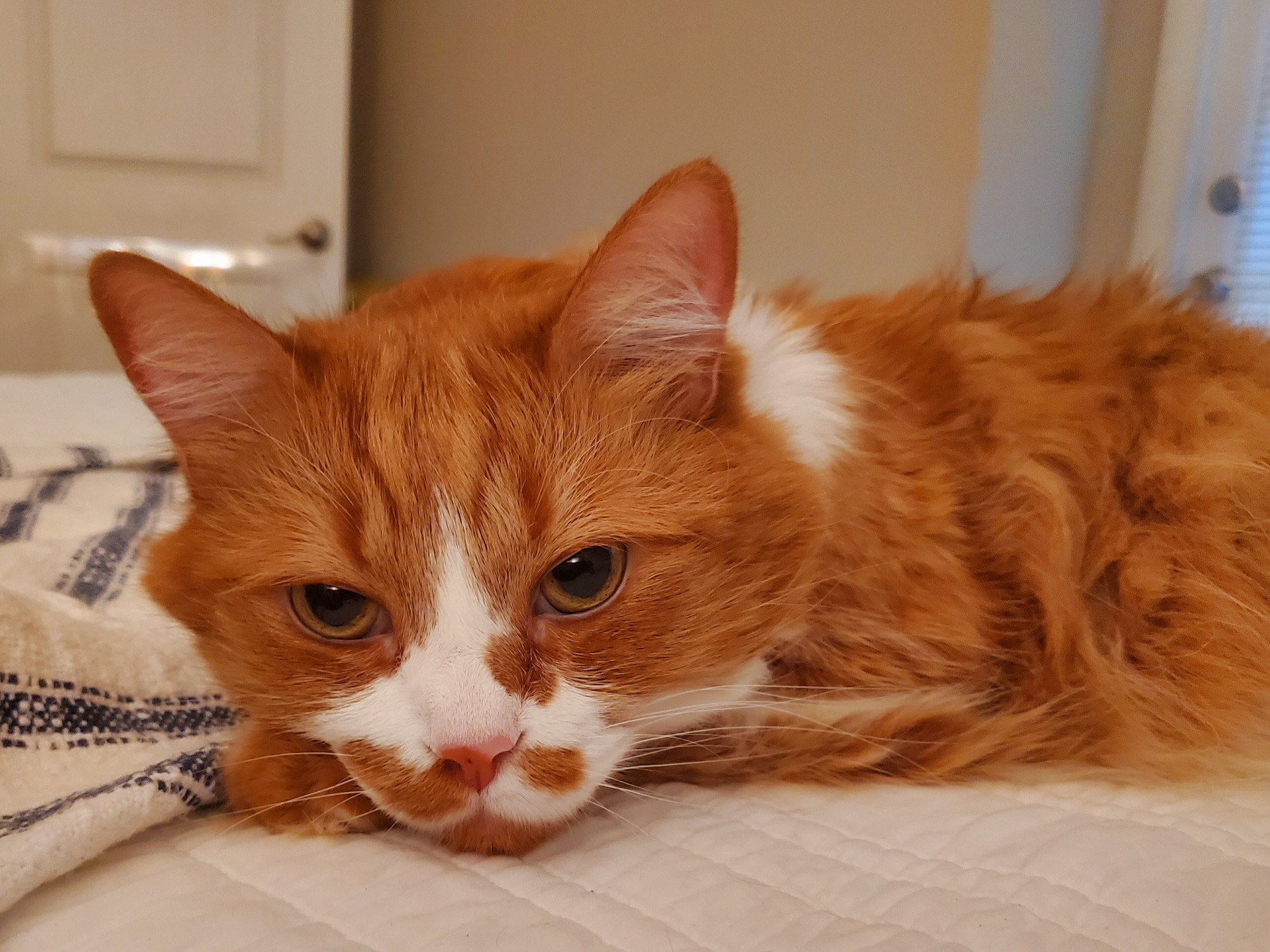 a cat. the cat is orange and white. he has a broken moustache. he is resting his head on a paw. he looks like he's plotting something. 