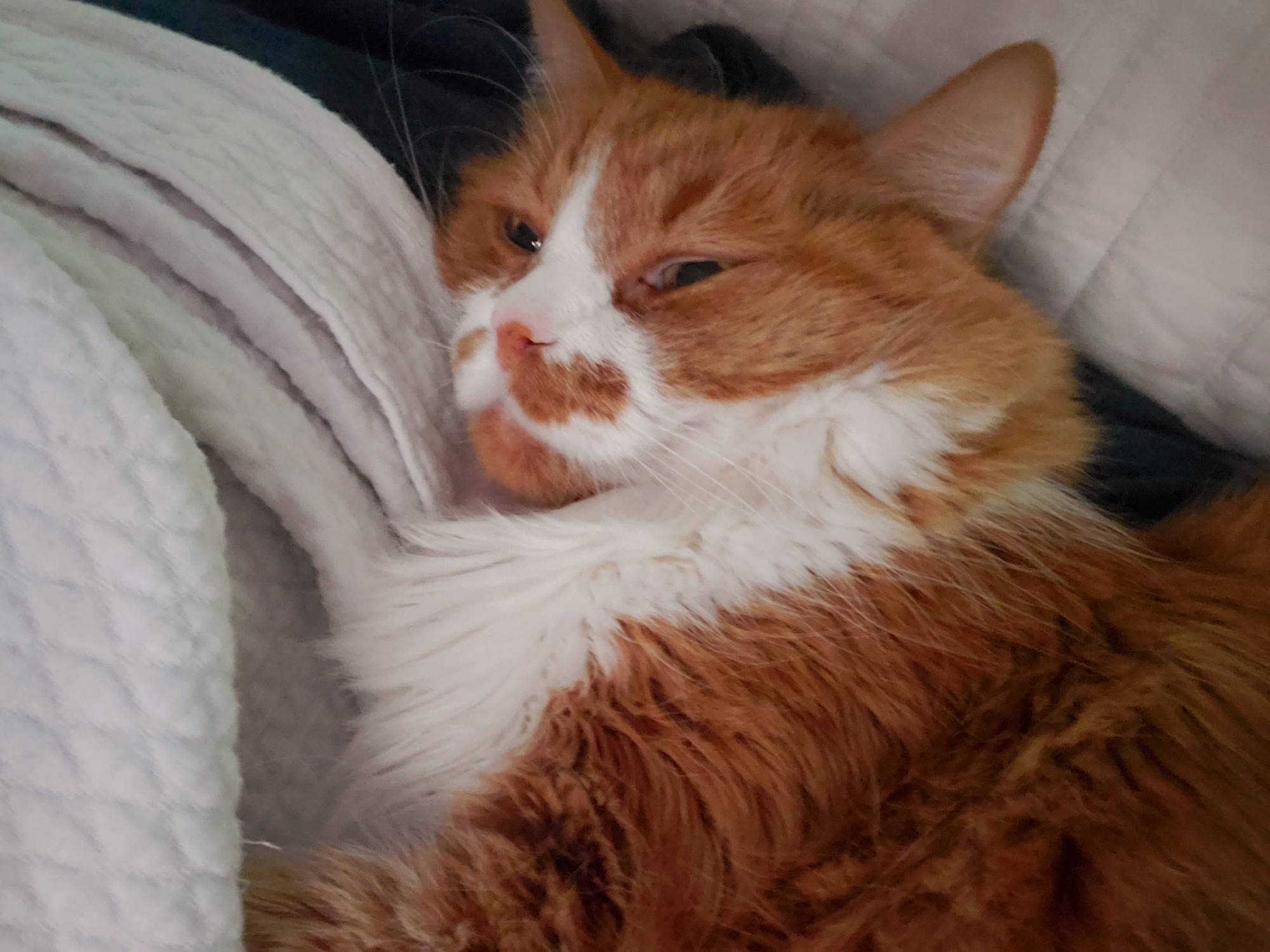 An orange and white cat is snuggling