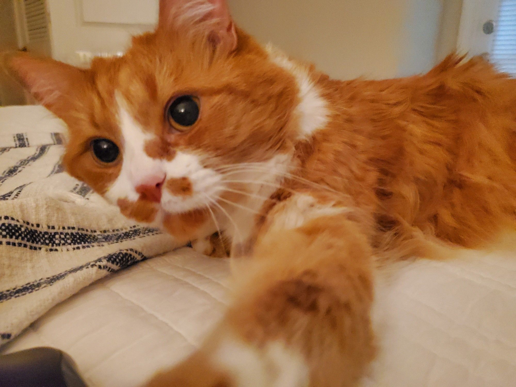 an orange and white cat extends his paw toward the camera. his face makes it unclear if he has ill intentions