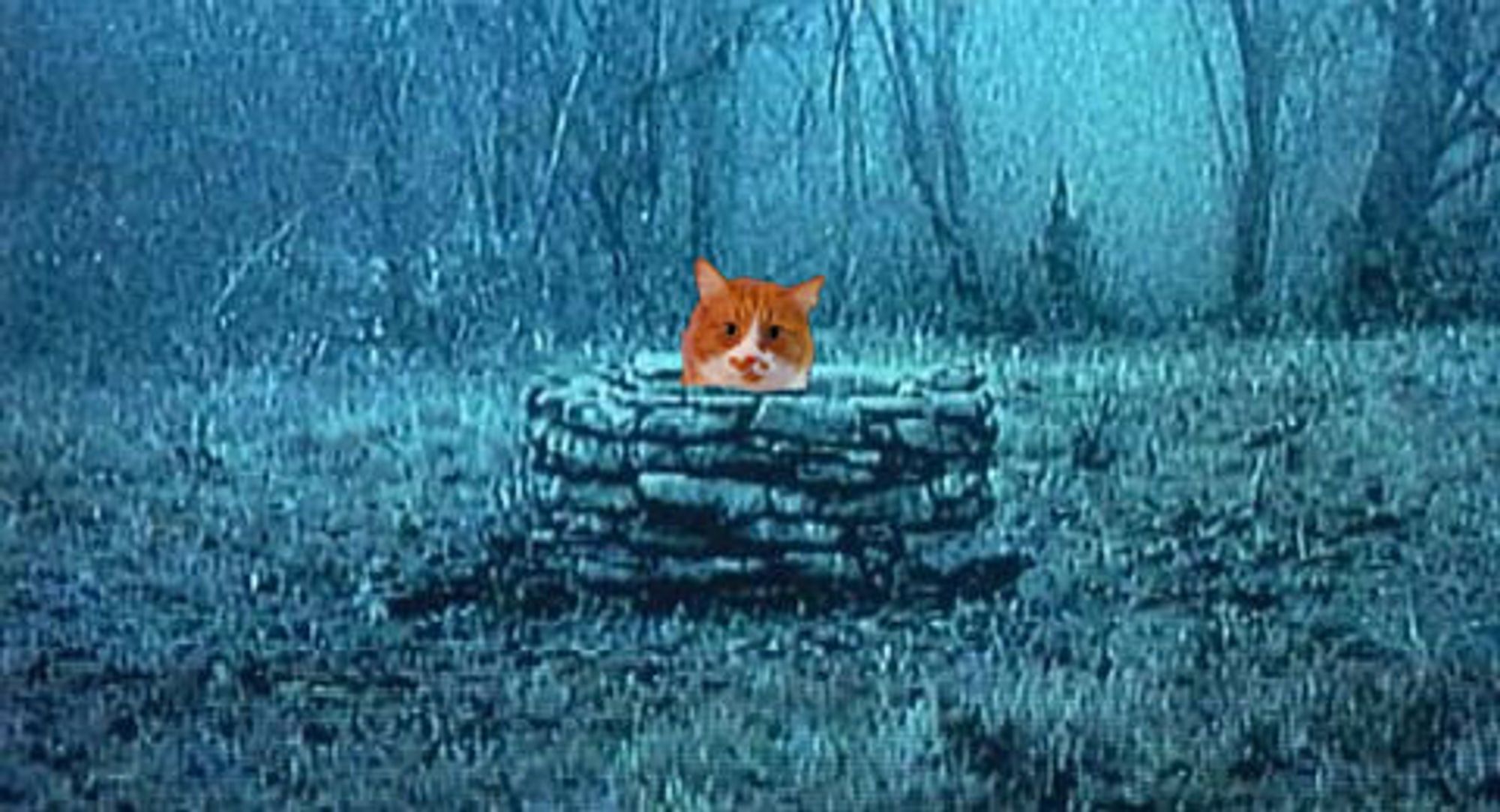 an orange cat's head peaks out from the well in the Ring