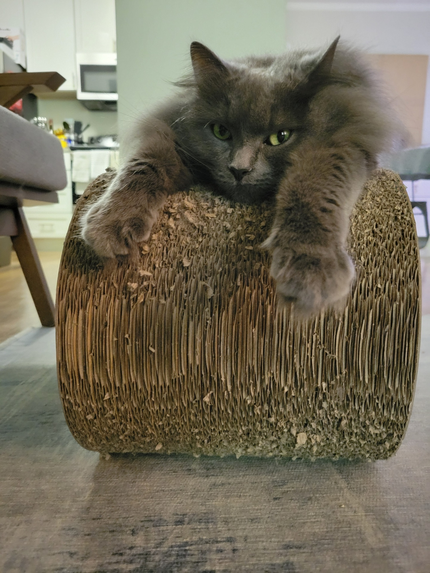 A gray cat is slumped over a scratching throne