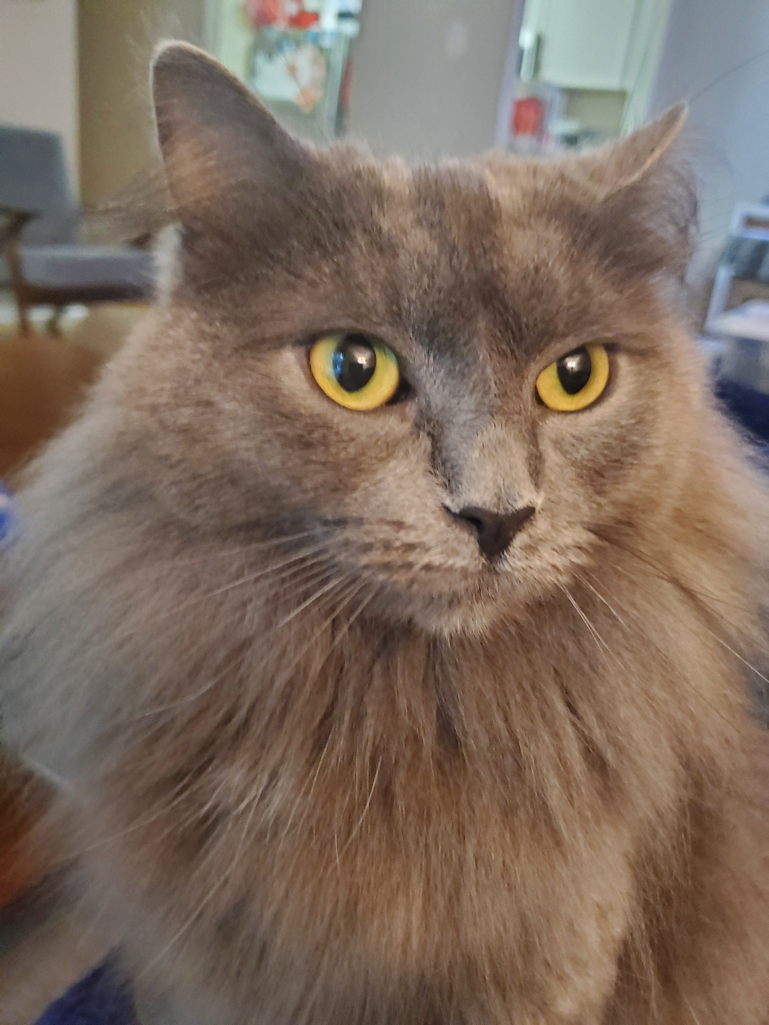 A gray cat looks deep into your soul. She's looking, still looking, always looking