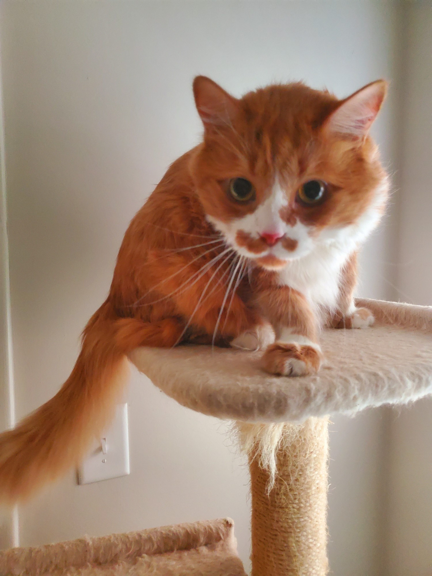 an orange and white cat approaches the camera cautiously. he doesn't understand how a camera works, or what it is. this is evident on his big cat face.