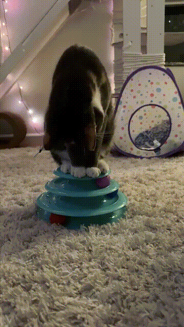 Tortoiseshell cat sits on top of her butterfly ball toy