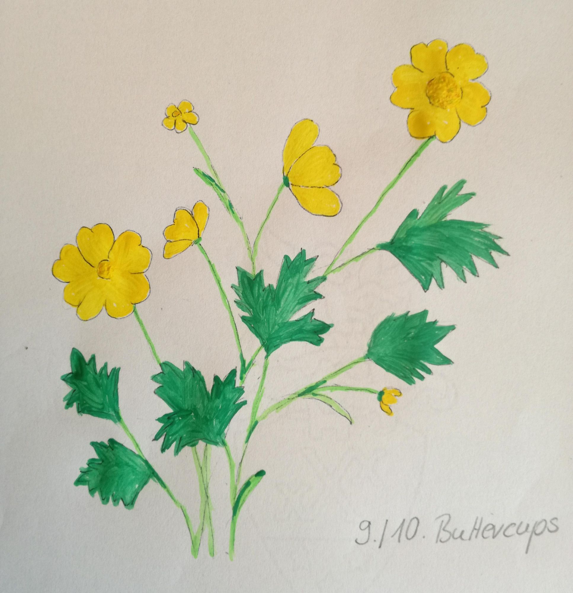 Butterblume mit Wasserfarben gemalt.
Oben und links an der Seite zwei große geöffnete Blüten.
Dazwischen vier weitere verschieden weit geöffnete.
Sechs kräftig grüne Blätter.