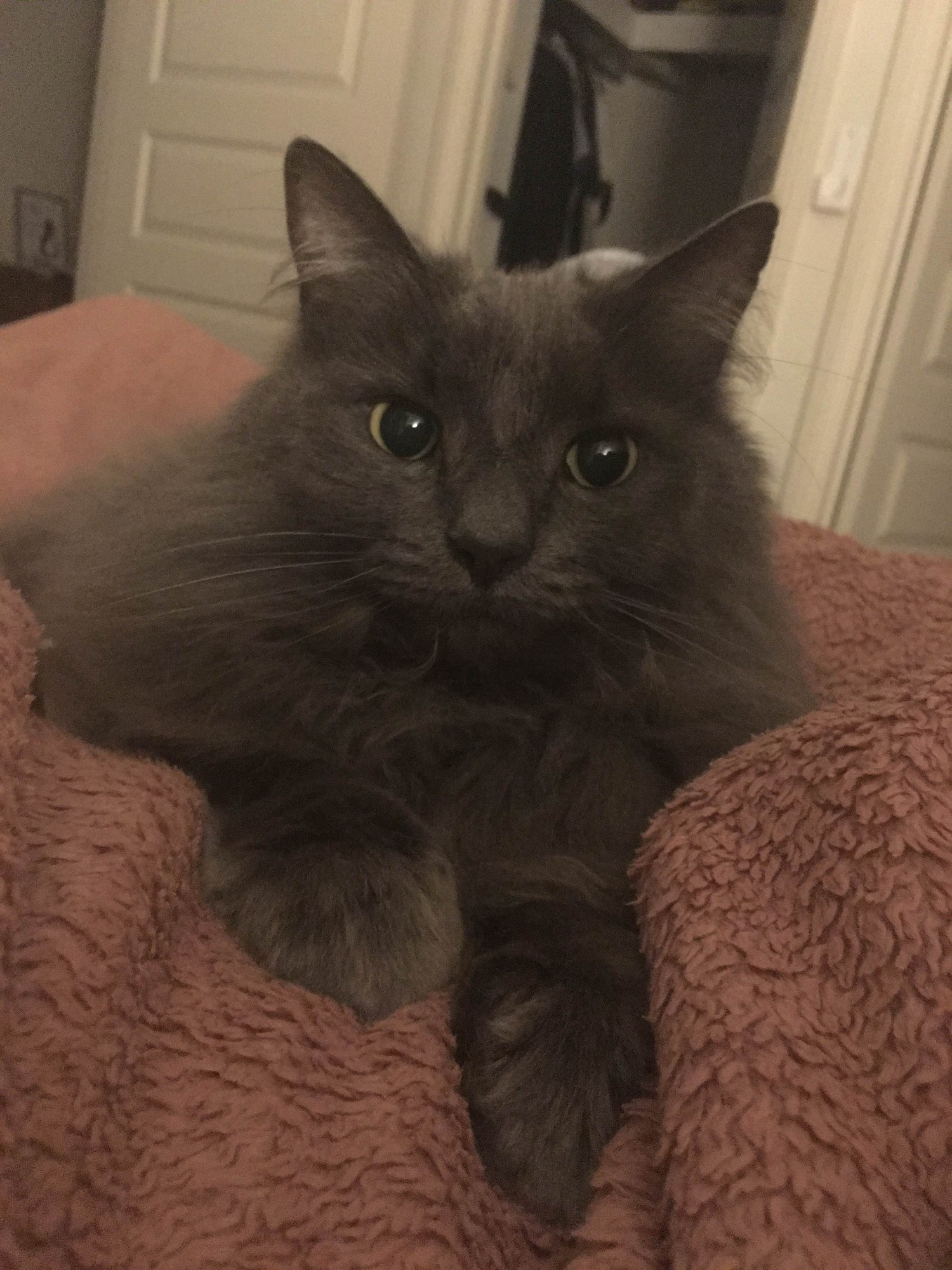 A black cat on a pink blanket (the cat is Darling, who the fundraiser is for)