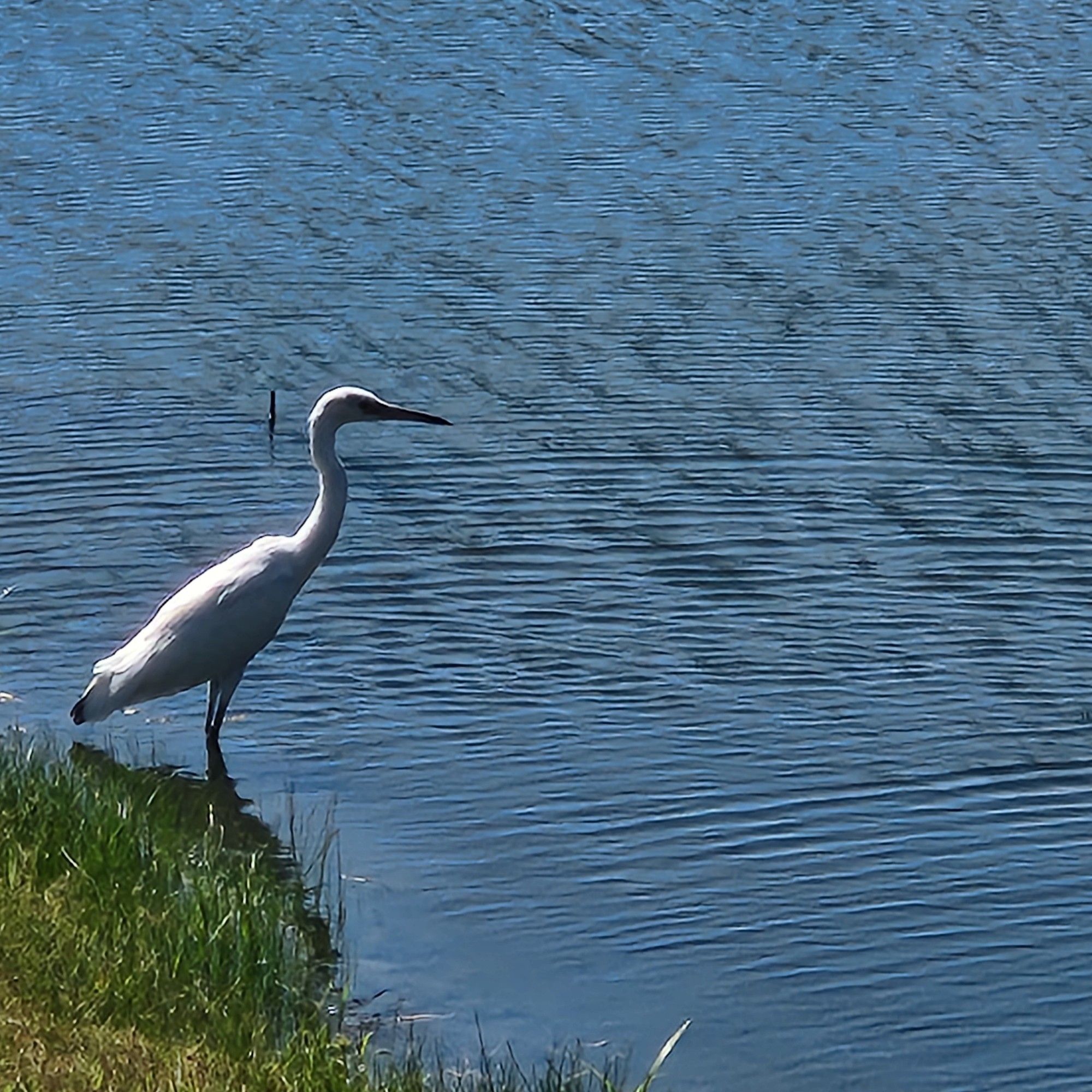 A white bird looking out over the calm water of a lake