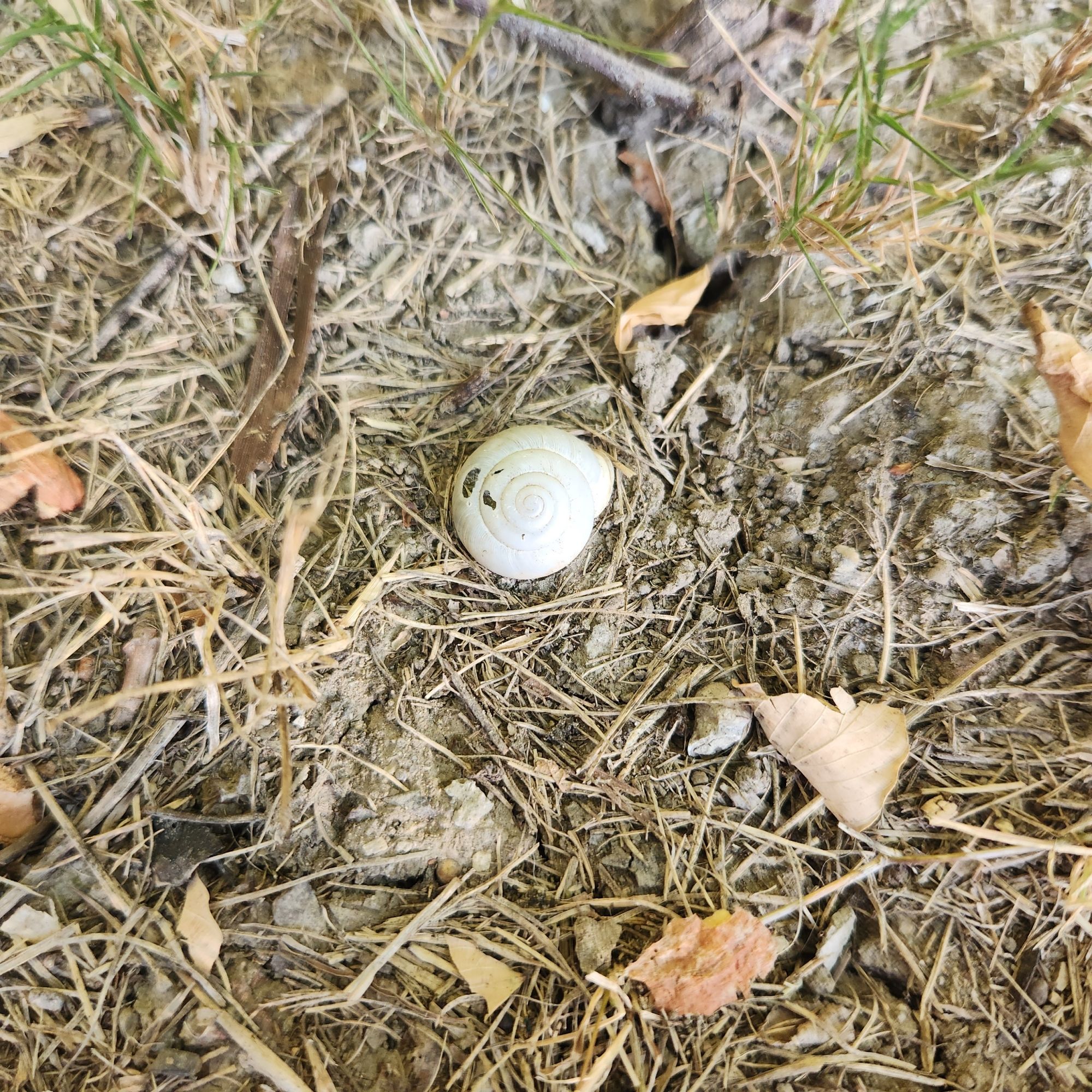 A snail shell in the dead grass surrounded by fallen leaves