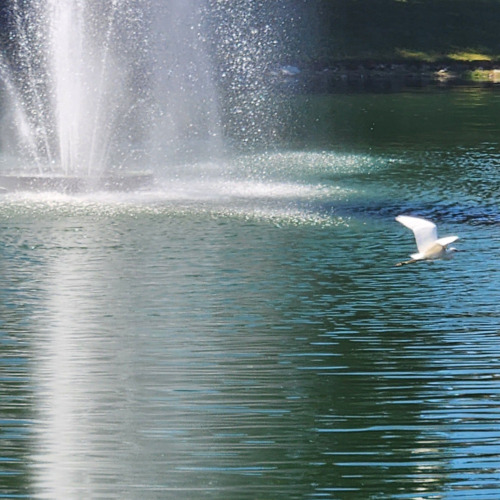 A white bird flying over a lake with a fountain in the background