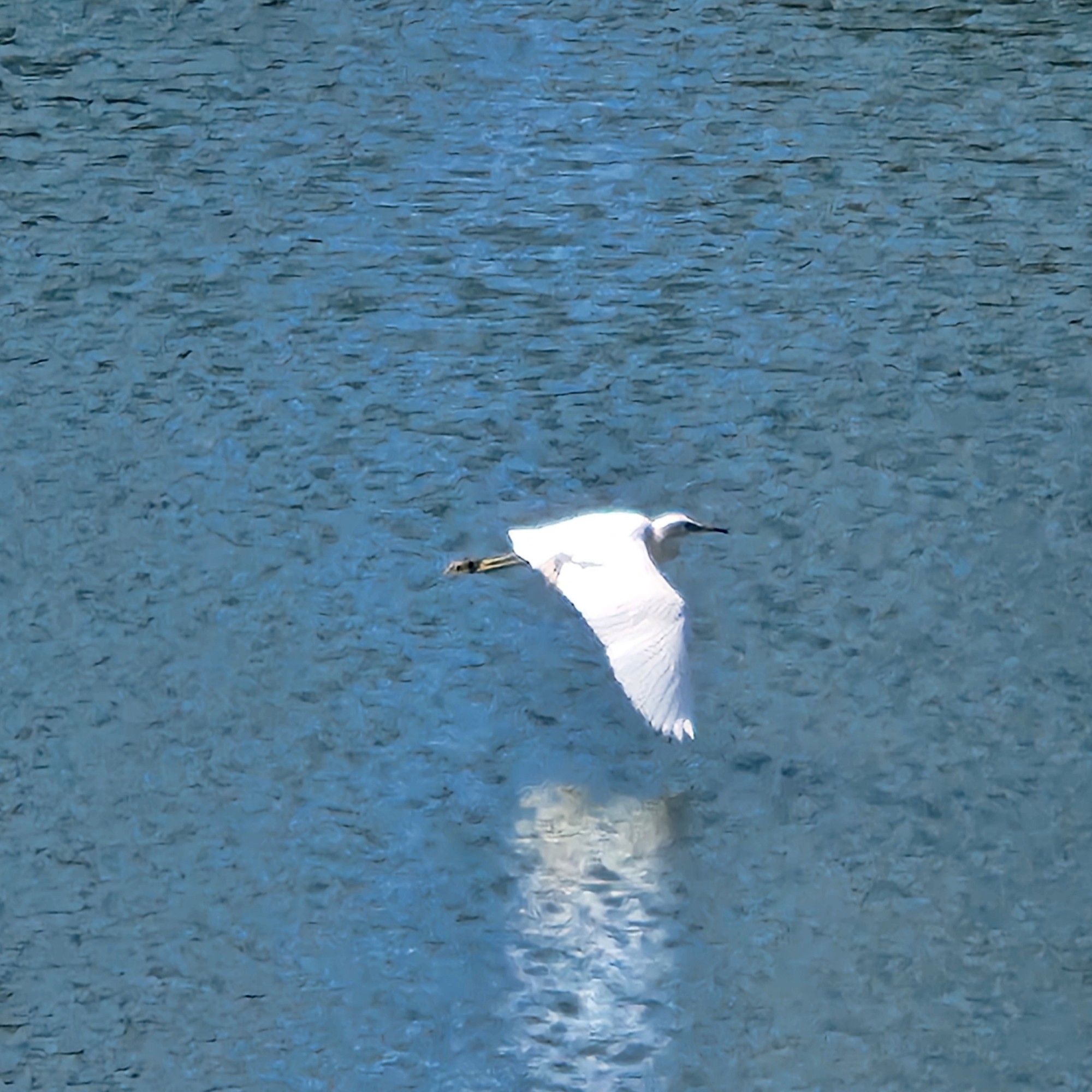 The same white bird flying over the water