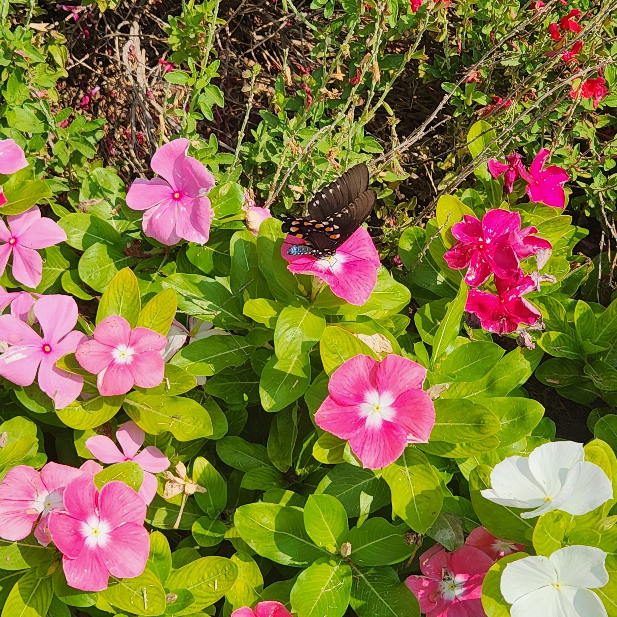 A butterfly on a pink flower