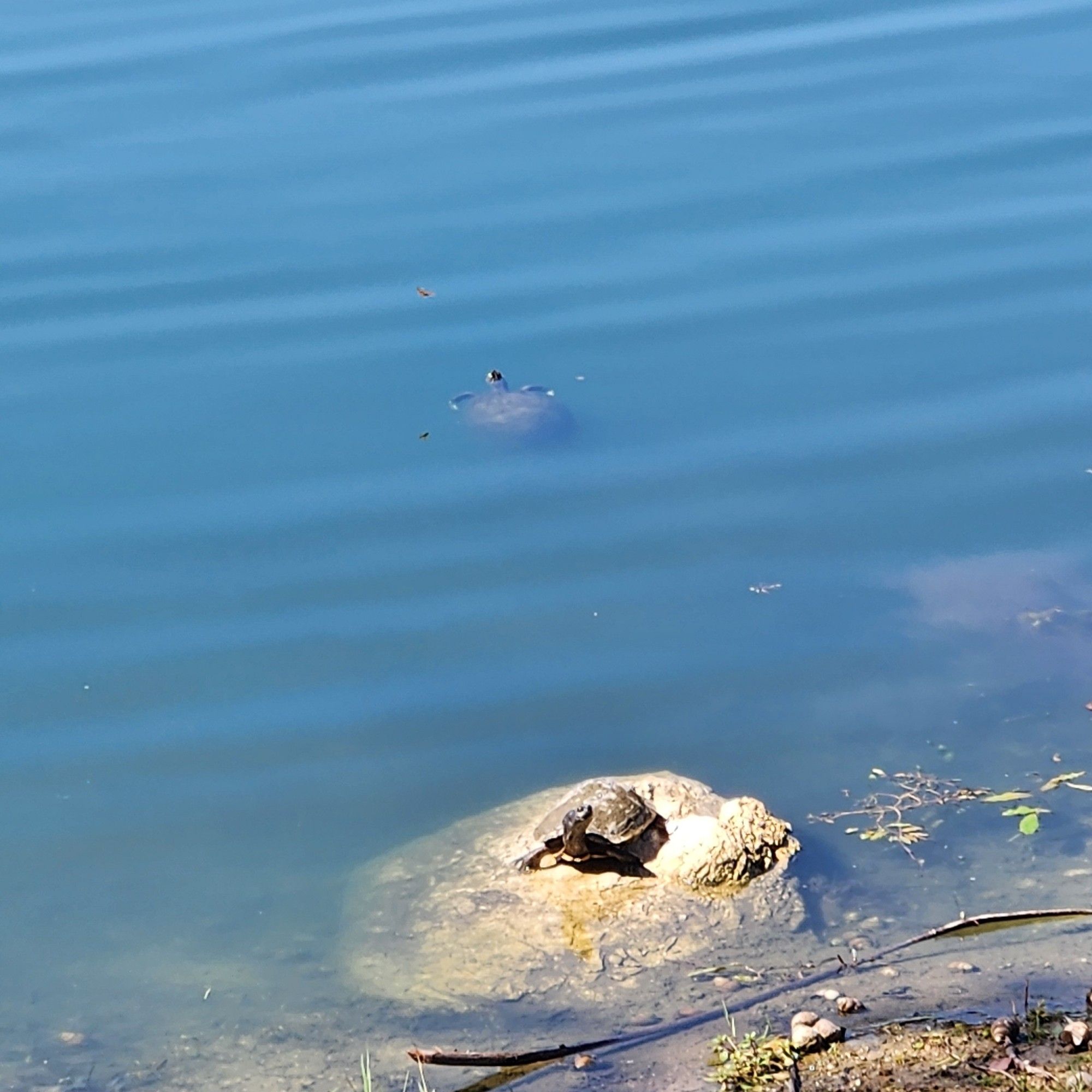 A turtle on a rock and another turtle in the water