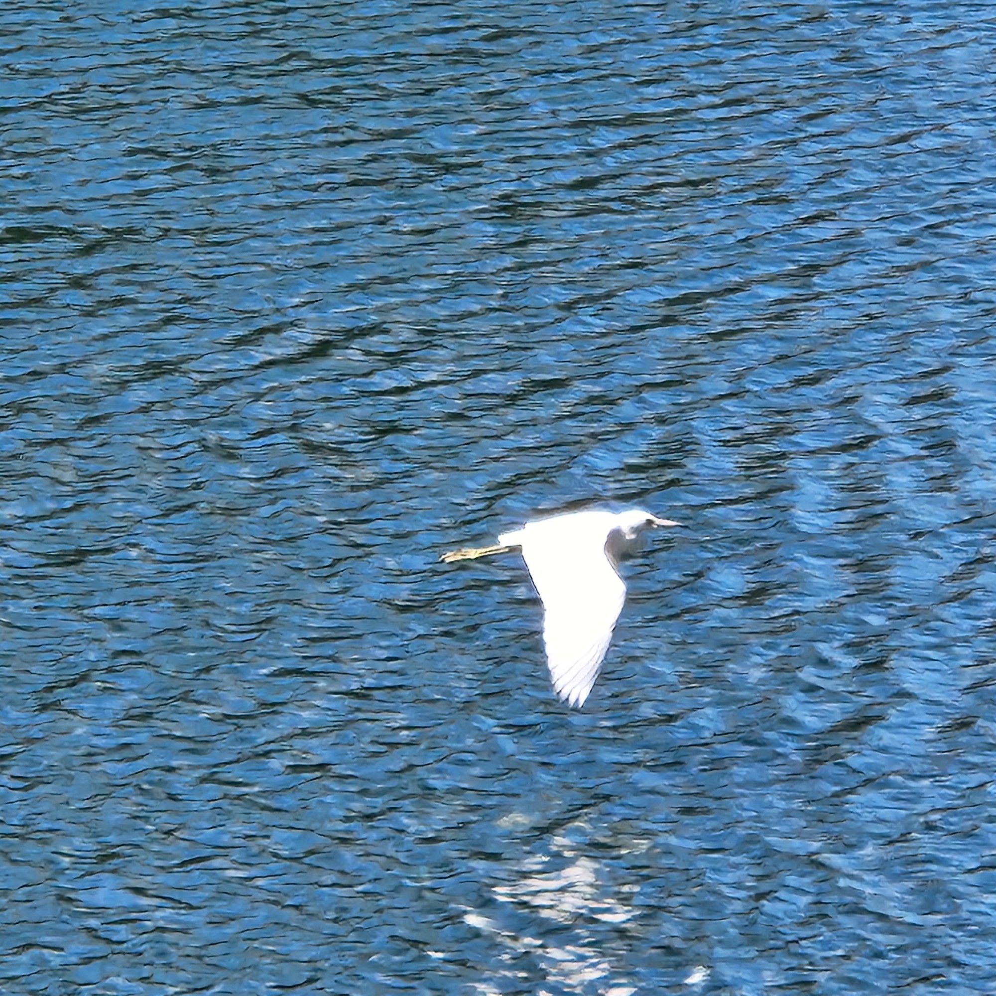 A white bird flying over the water