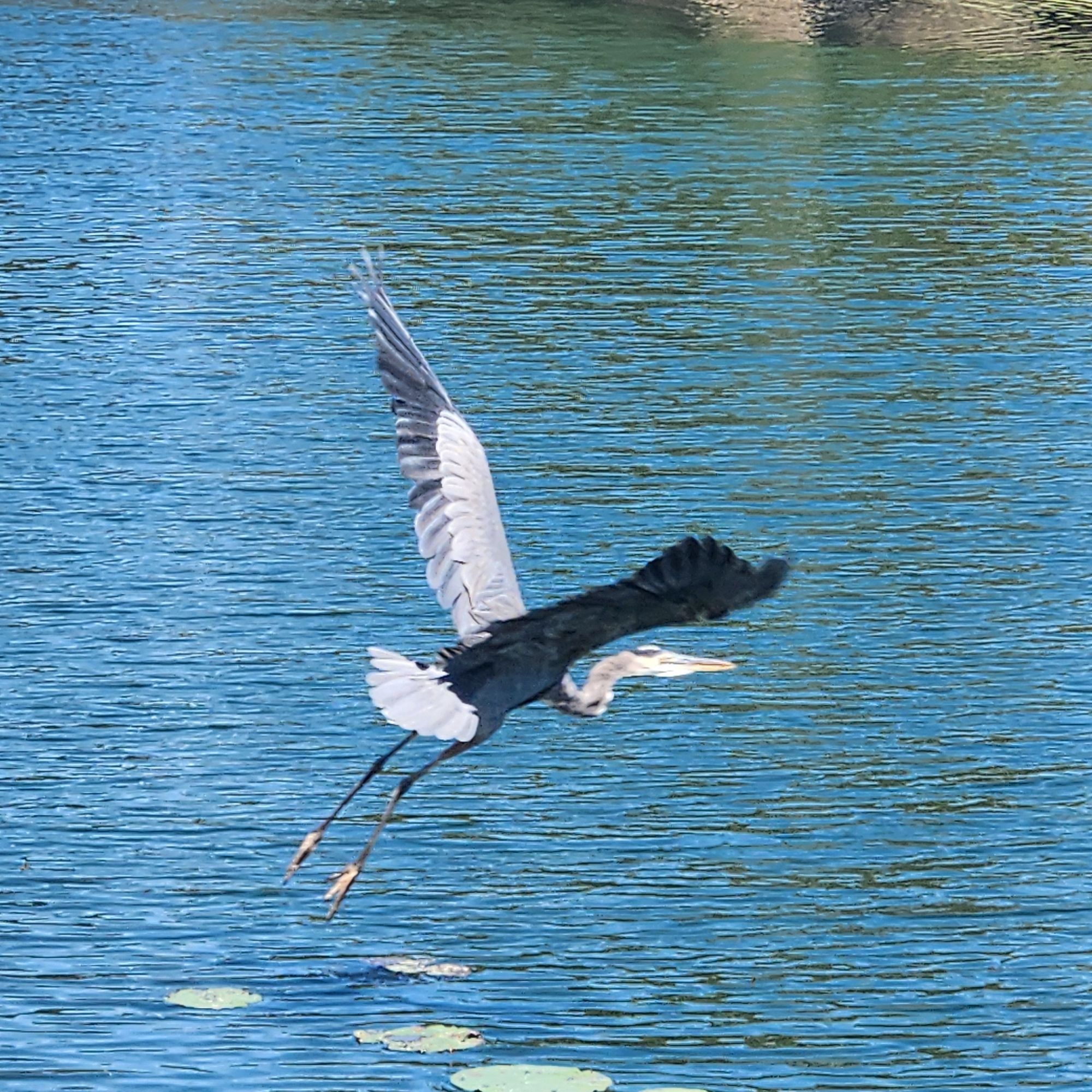 A blue heron taking off over some lillypads