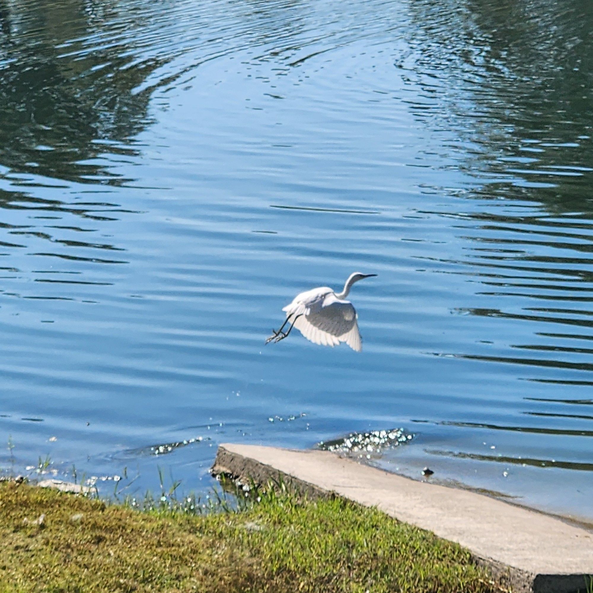 A white bird flies out of the water at the edge of a lake