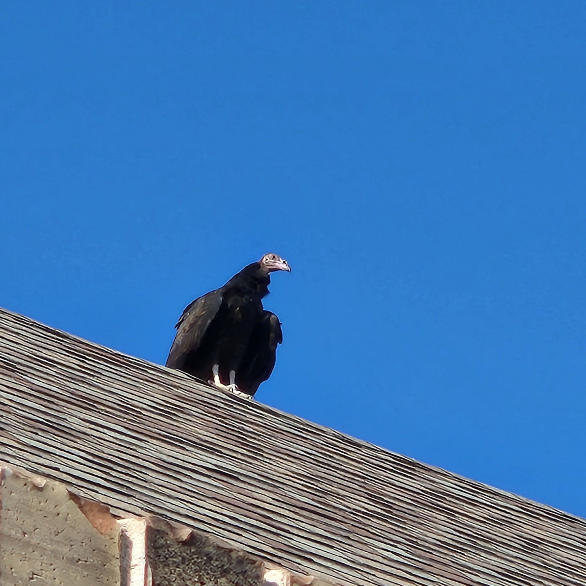 A vulture looking down from the crest of a roof