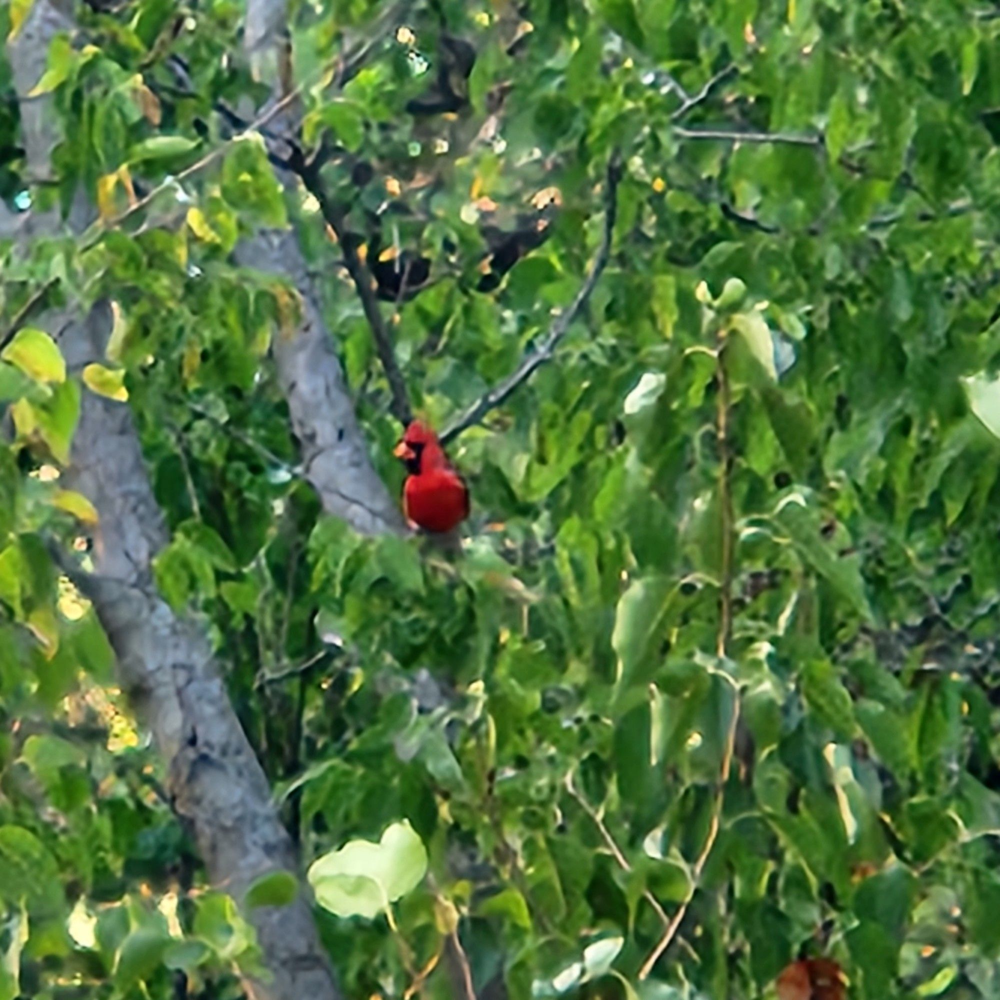 A slightly blurry image of a red cardinal amidst green leaves