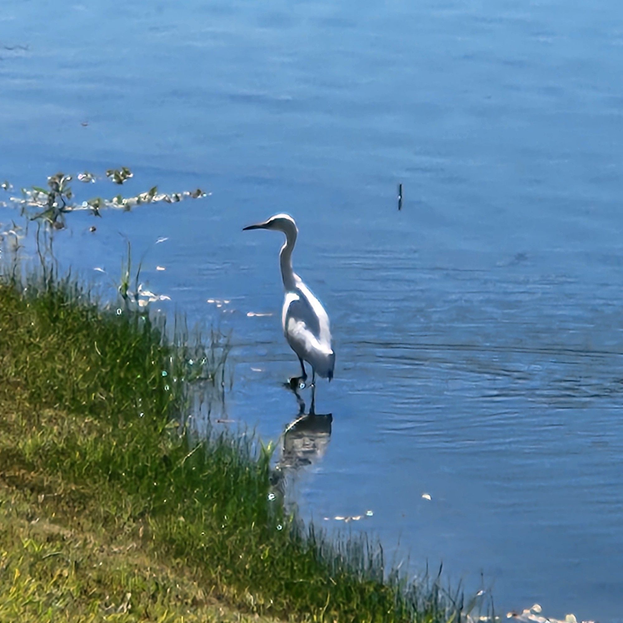 A white bird wading at the edge of a lake