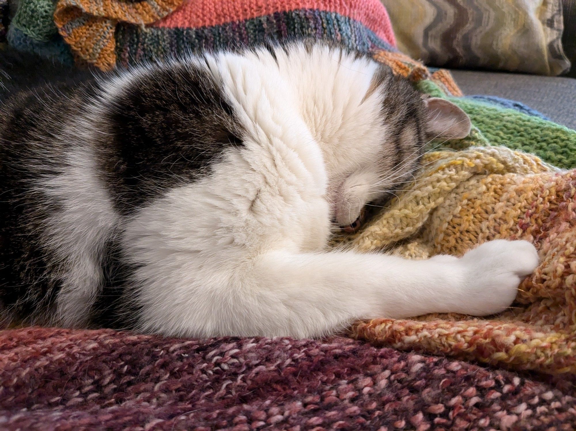 A tabby and white cat with her face pressed into a colorful knitted blanket and one front paw outstretched