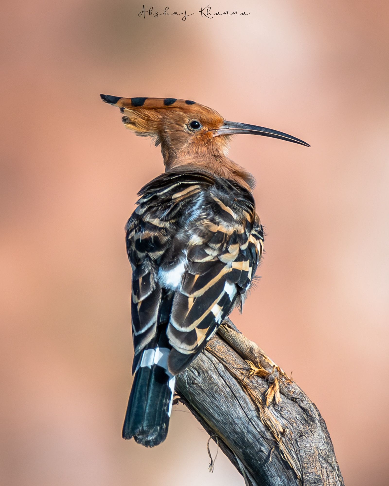 Eurasian Hoopoe.