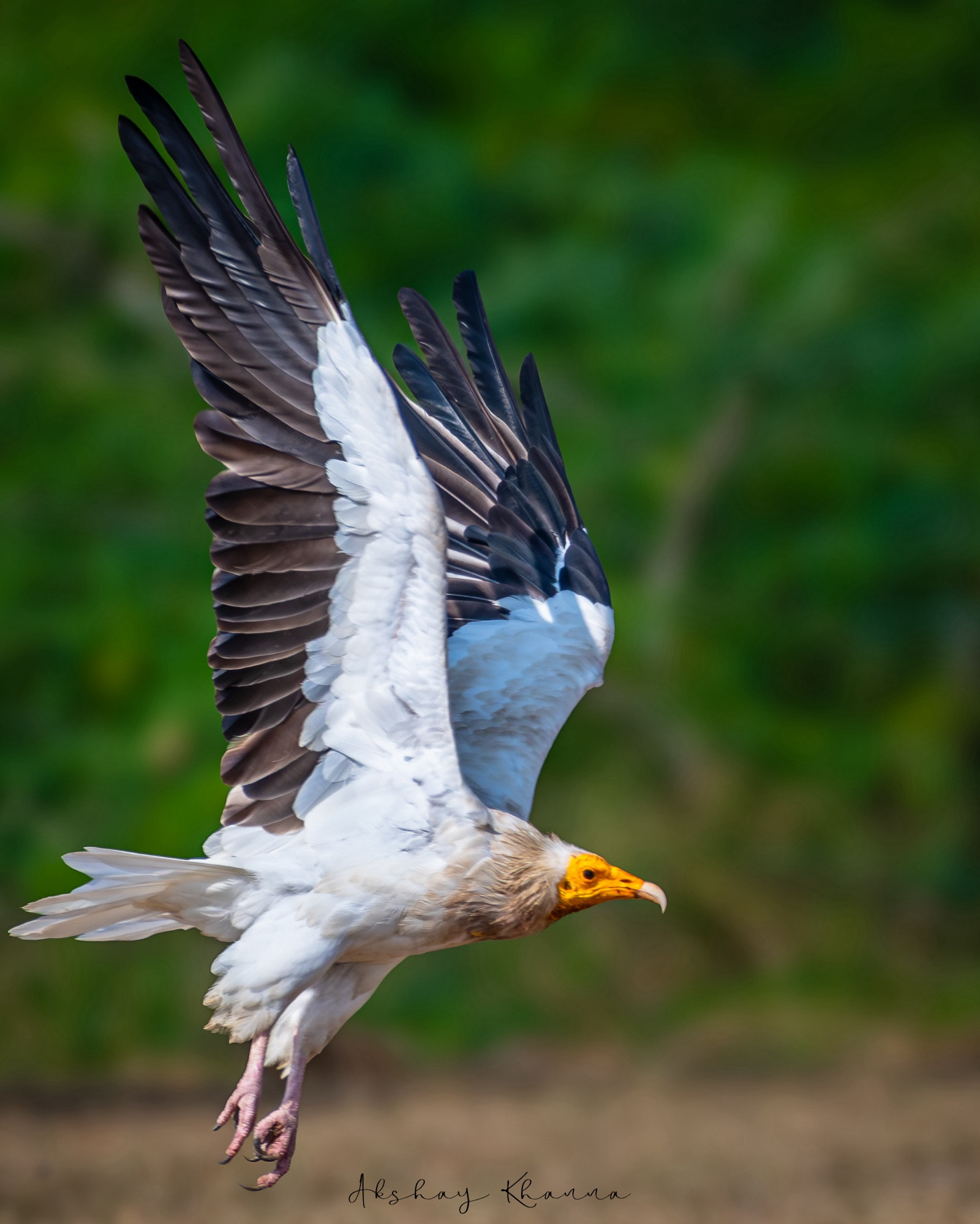 Egyptian Vulture in flight