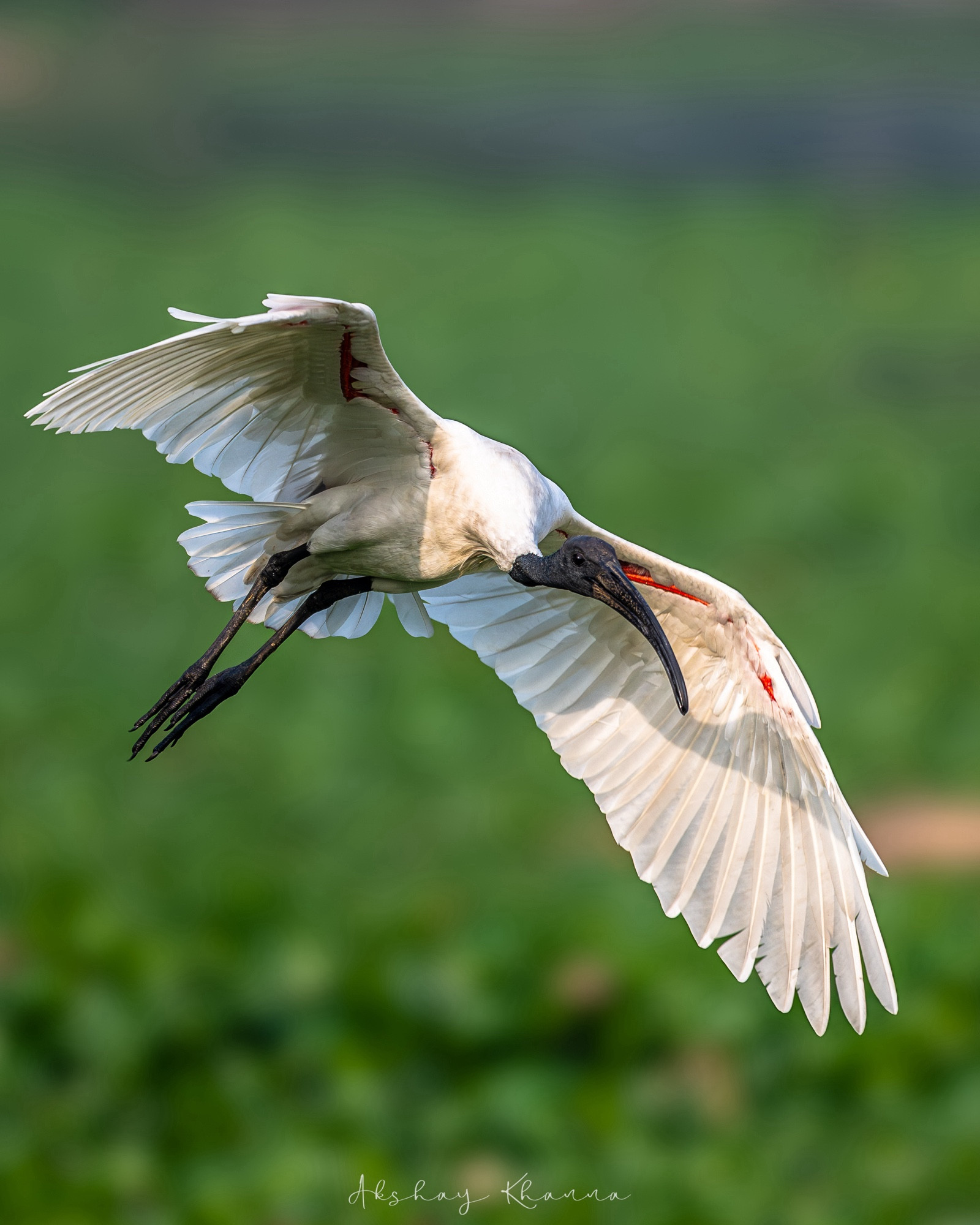 Black-headed Ibis in flight.