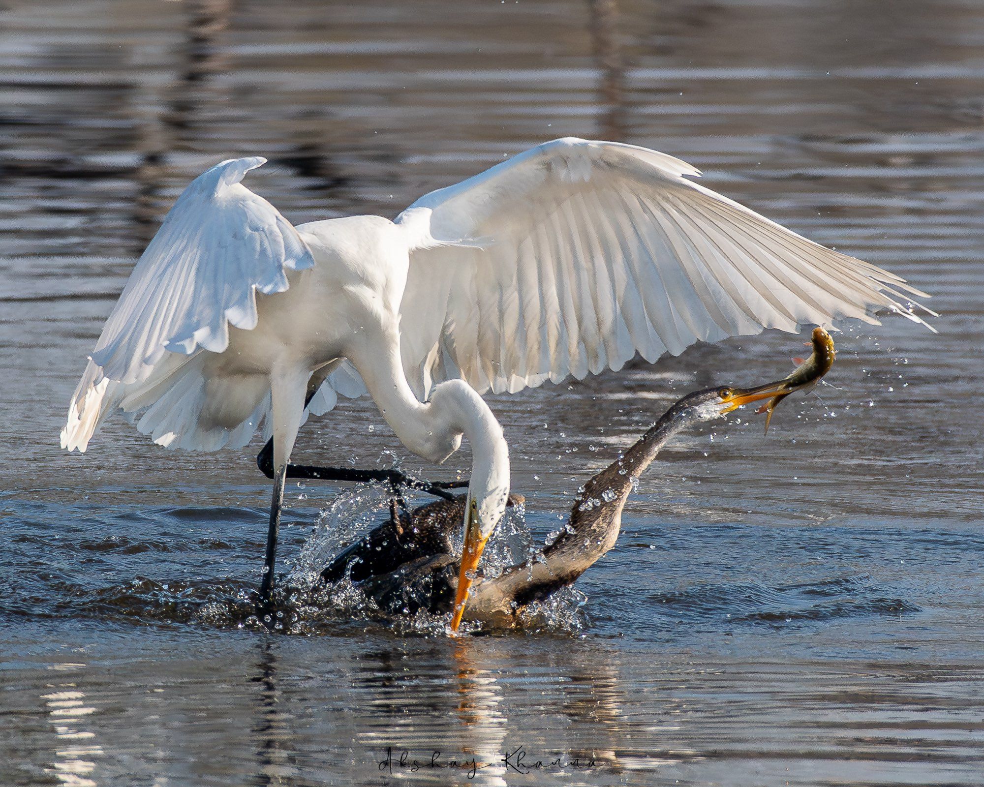 Great Egret vs Oriental Darter