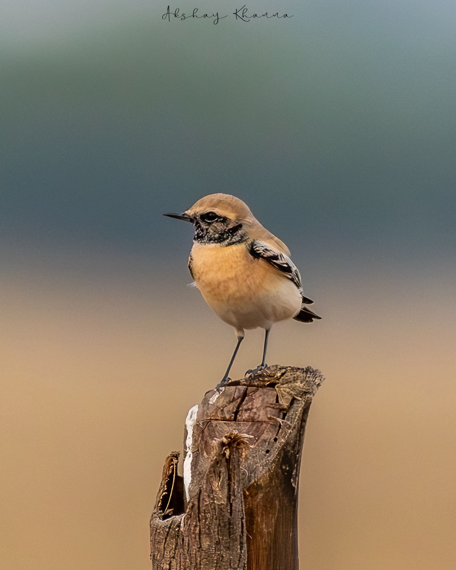 Desert Wheatear.