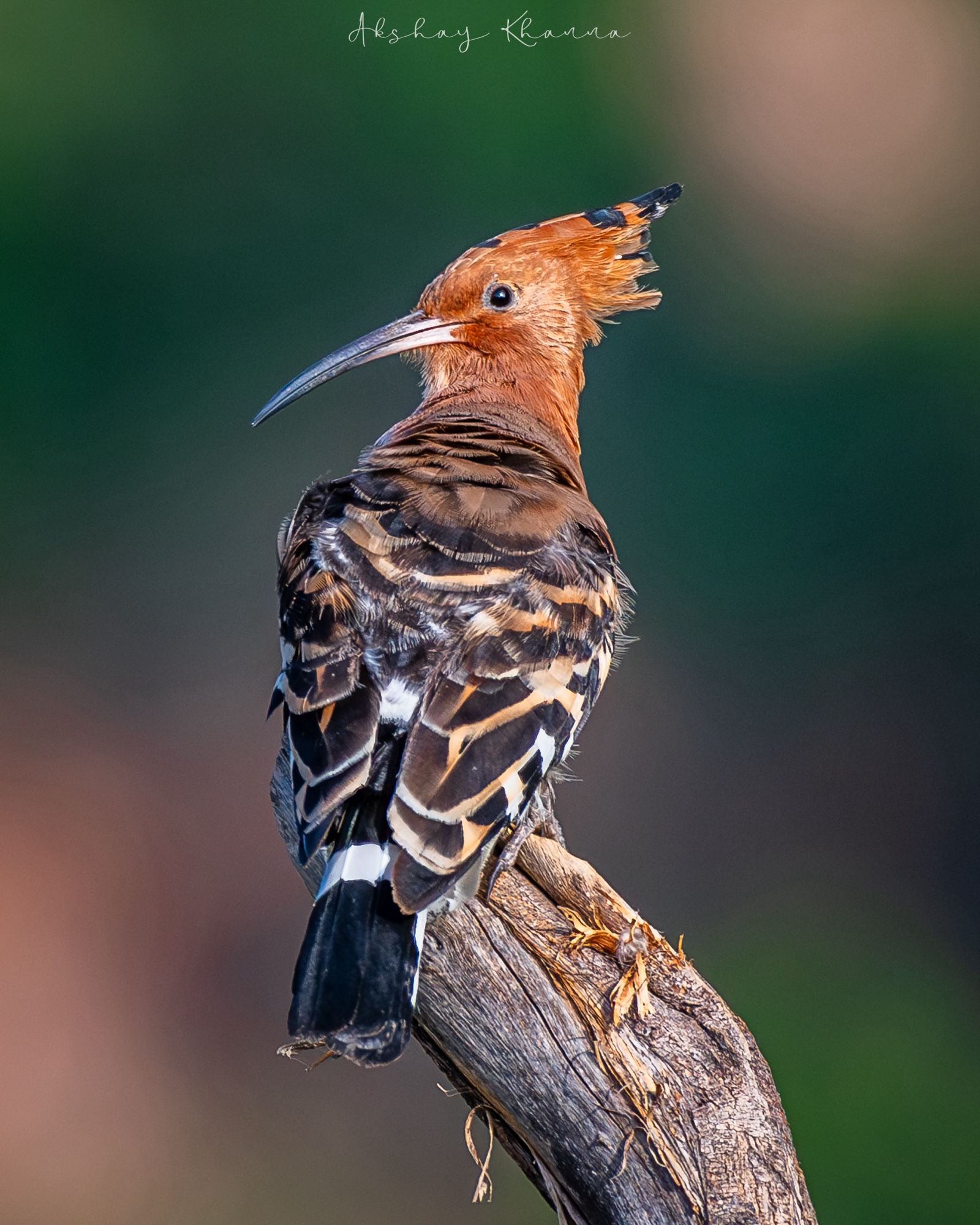 Eurasian Hoopoe.