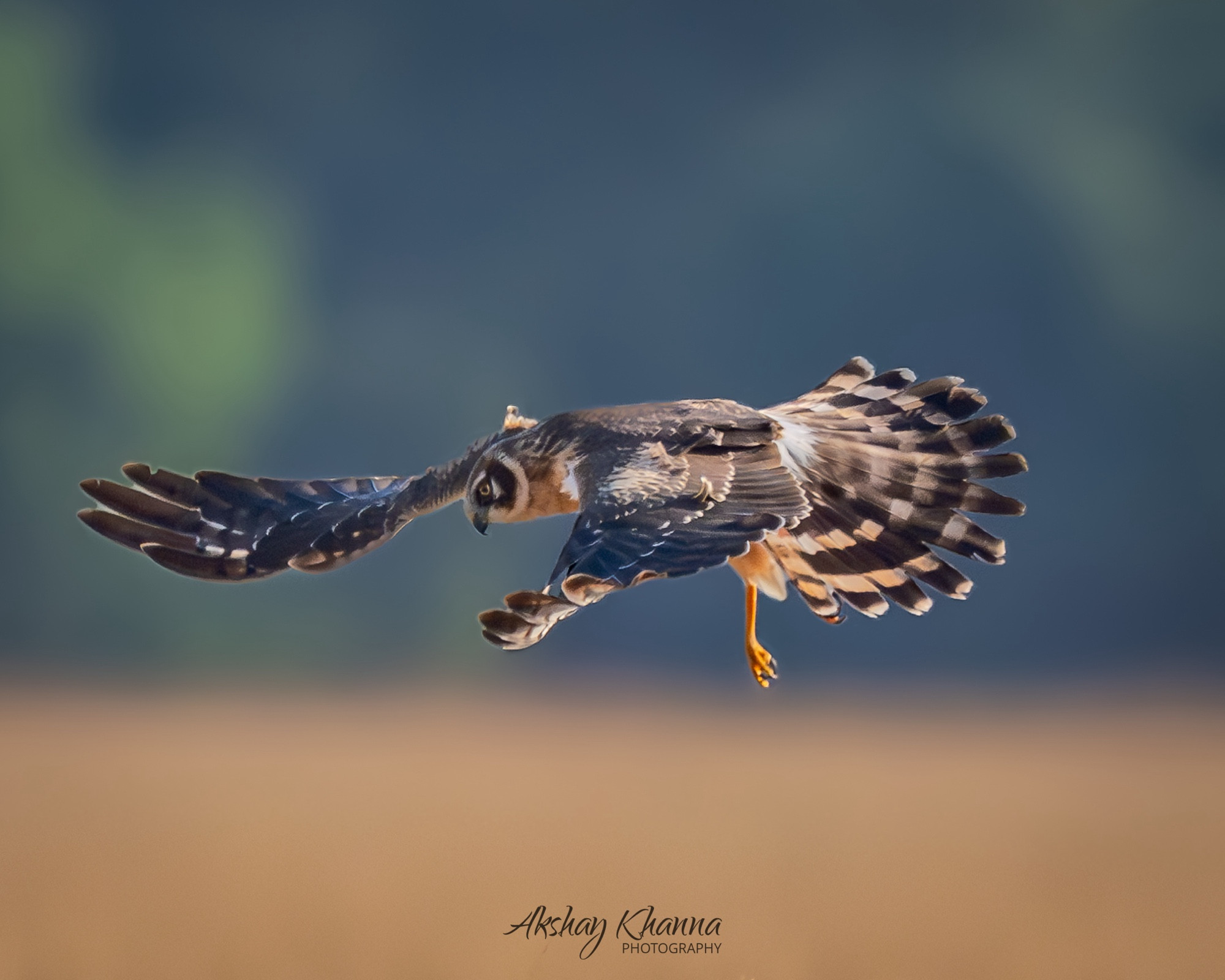 Pallid Harrier