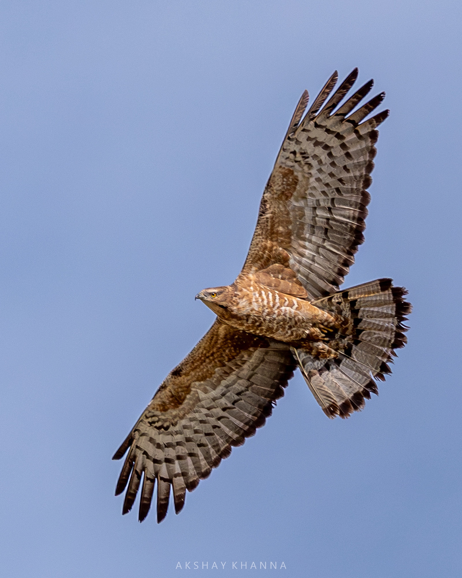 Oriental Honey Buzzard.