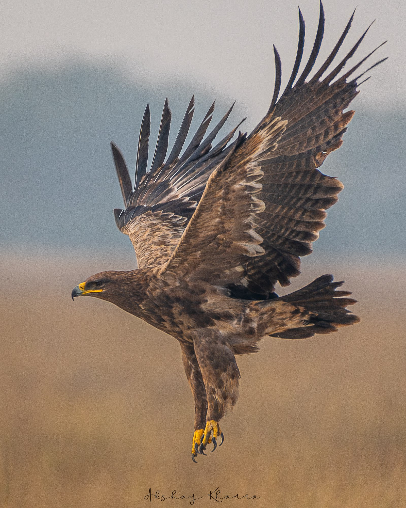 Steppe Eagle