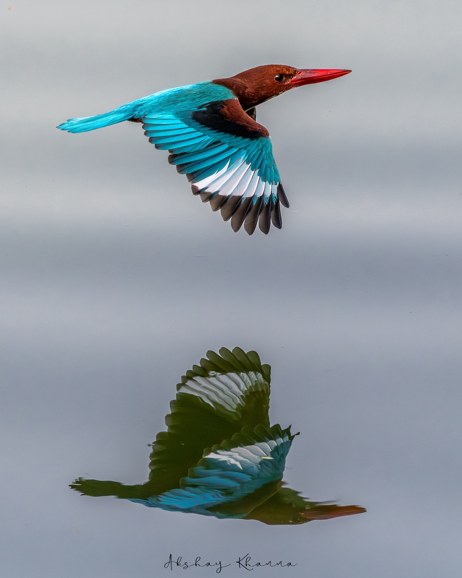 White-throated Kingfisher.