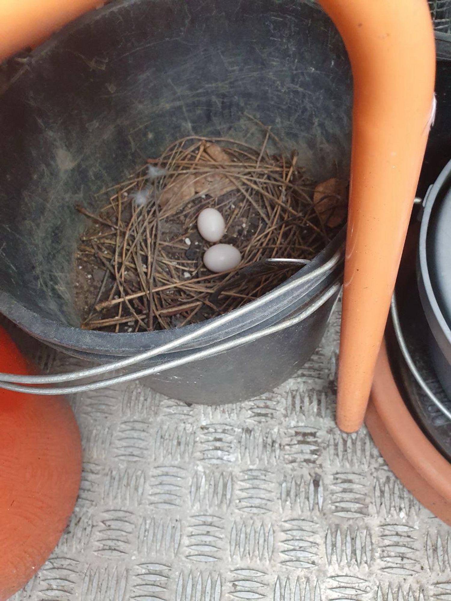 Pigeon eggs in a basket not cozy looking