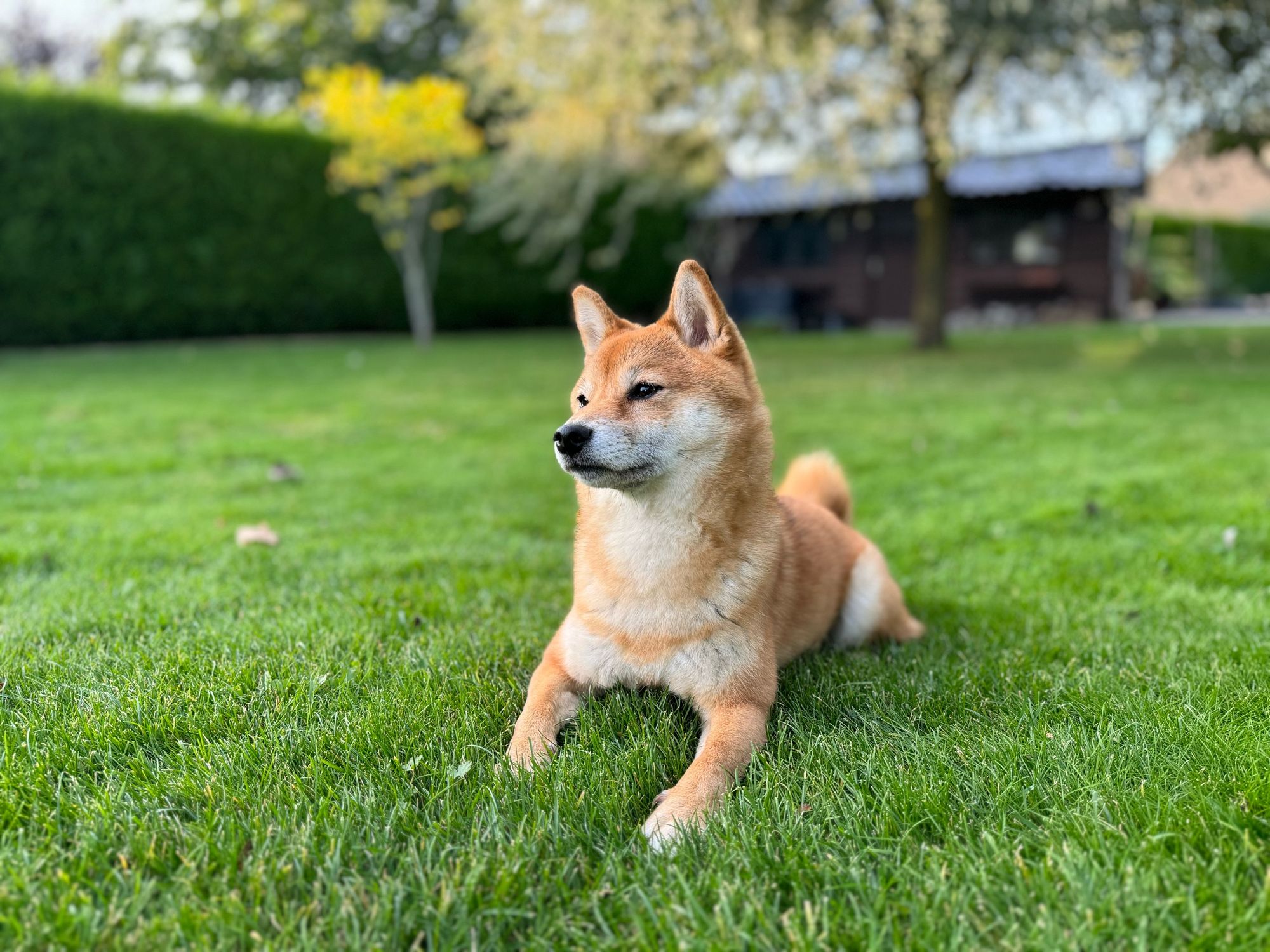 A Shiba Inu in a garden