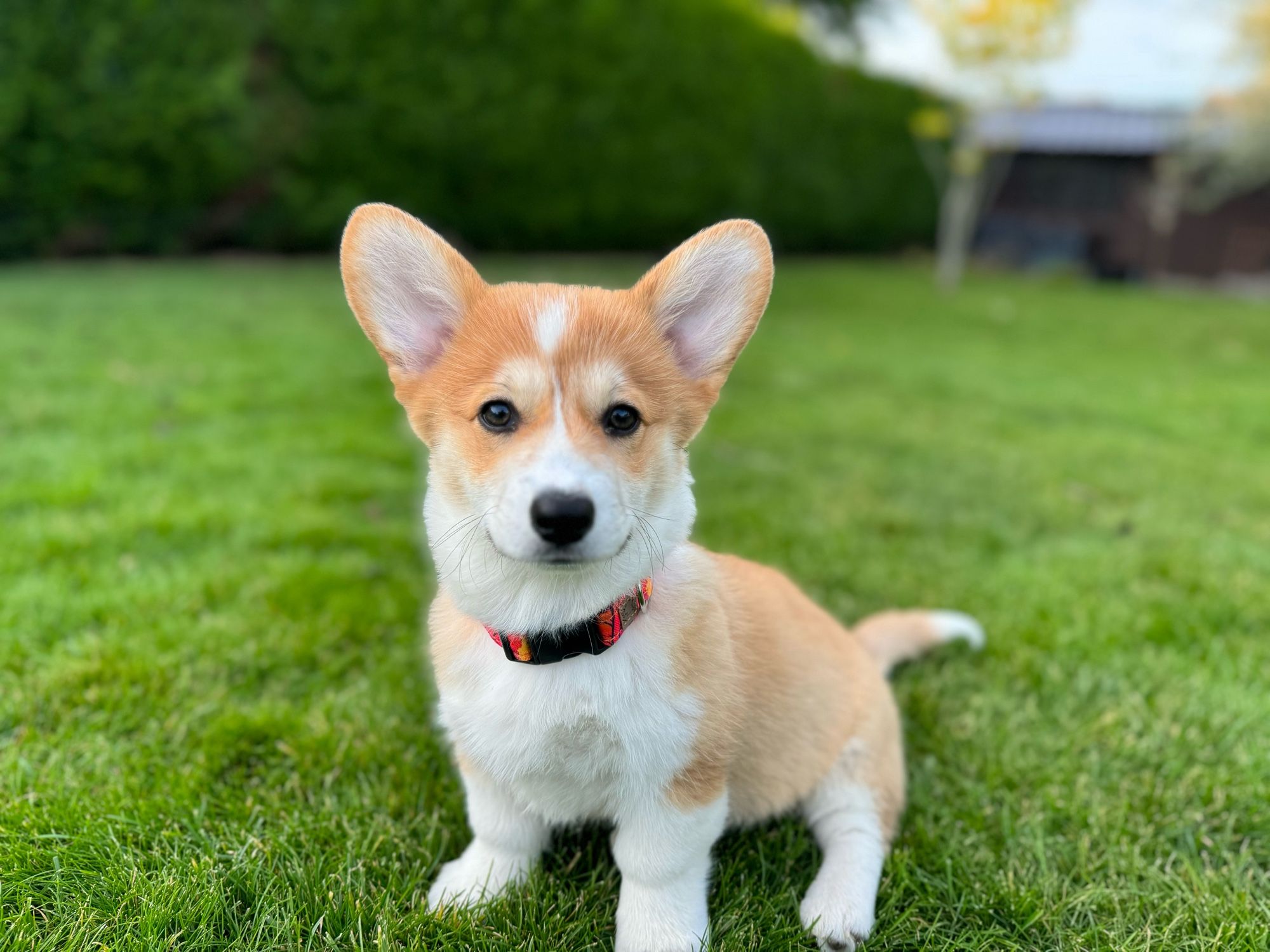 Welsh Pembroke Corgi puppy in a garden