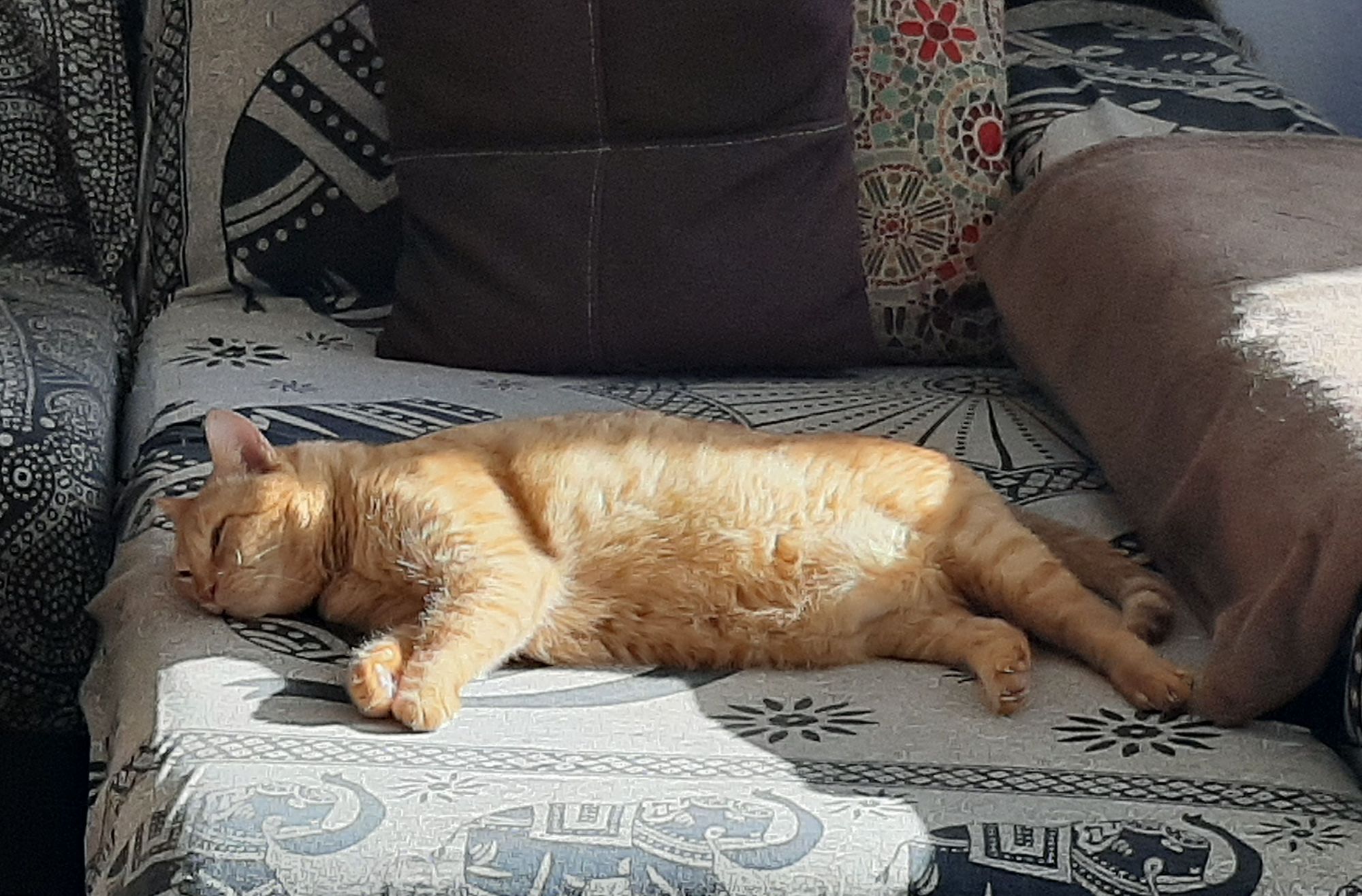 Ginger cat sunbathing on sofa