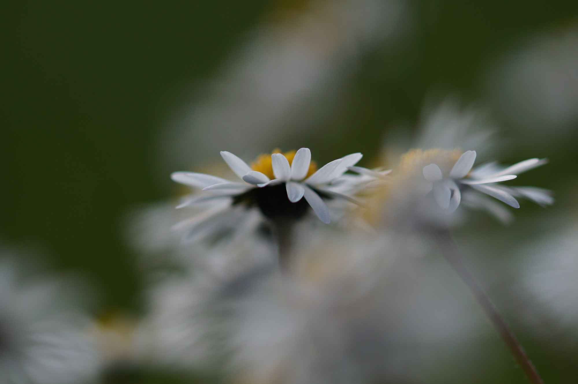 Verwehte Gänseblümchen auf grüner Wiese