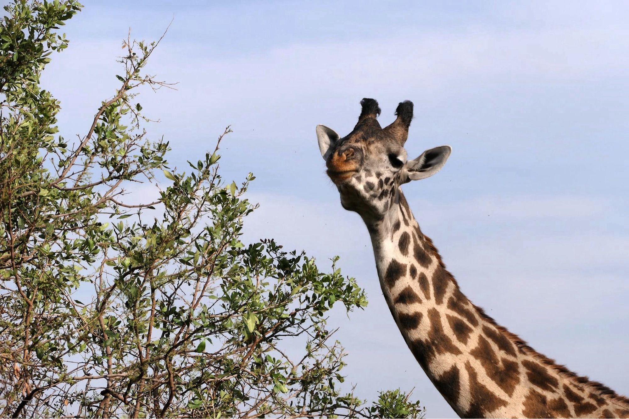 Photo of giraffe eating leaves near the top of a tree one morning in Tanzania.