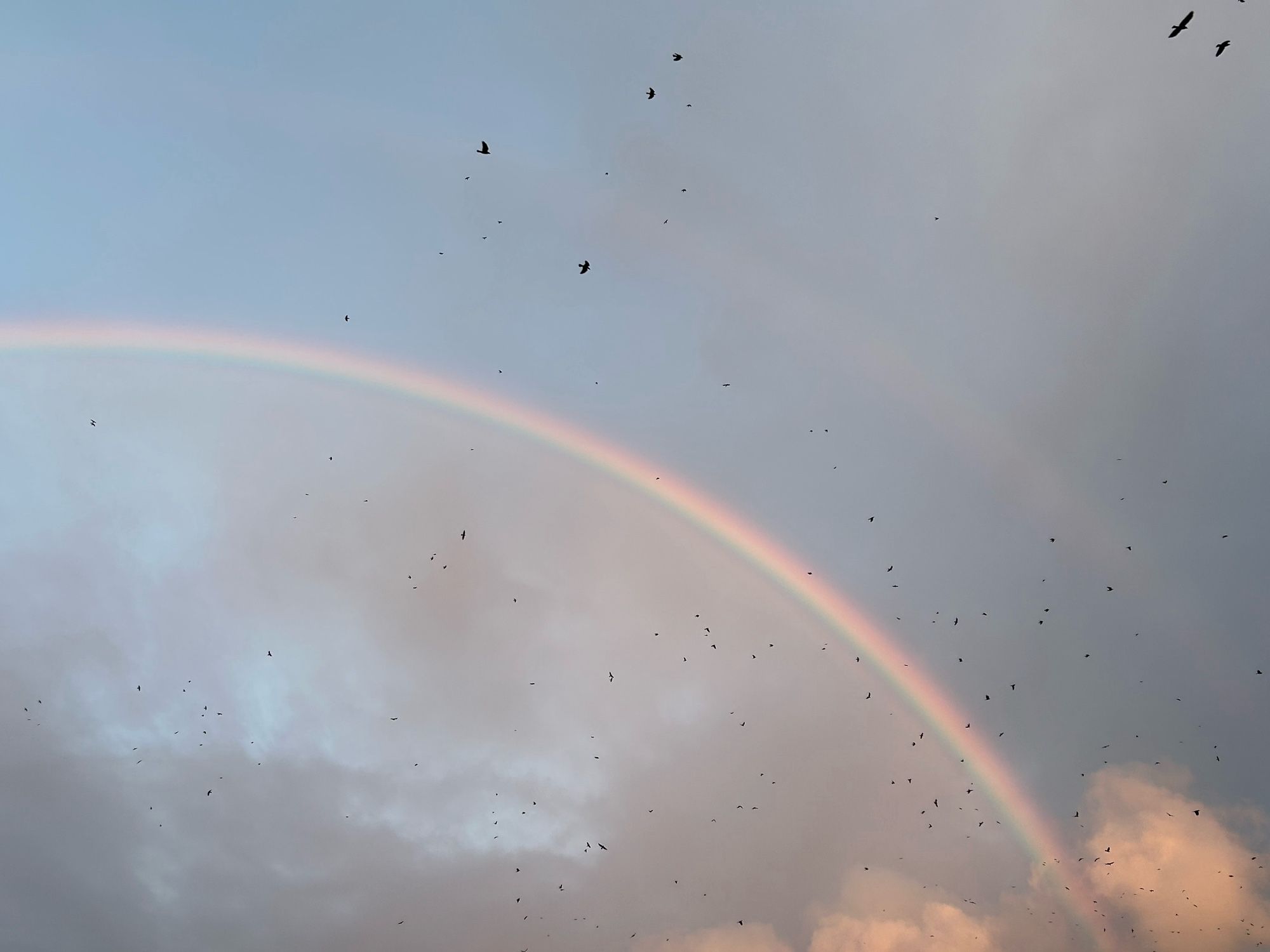 Regenbogen, einige Vögel im Flug