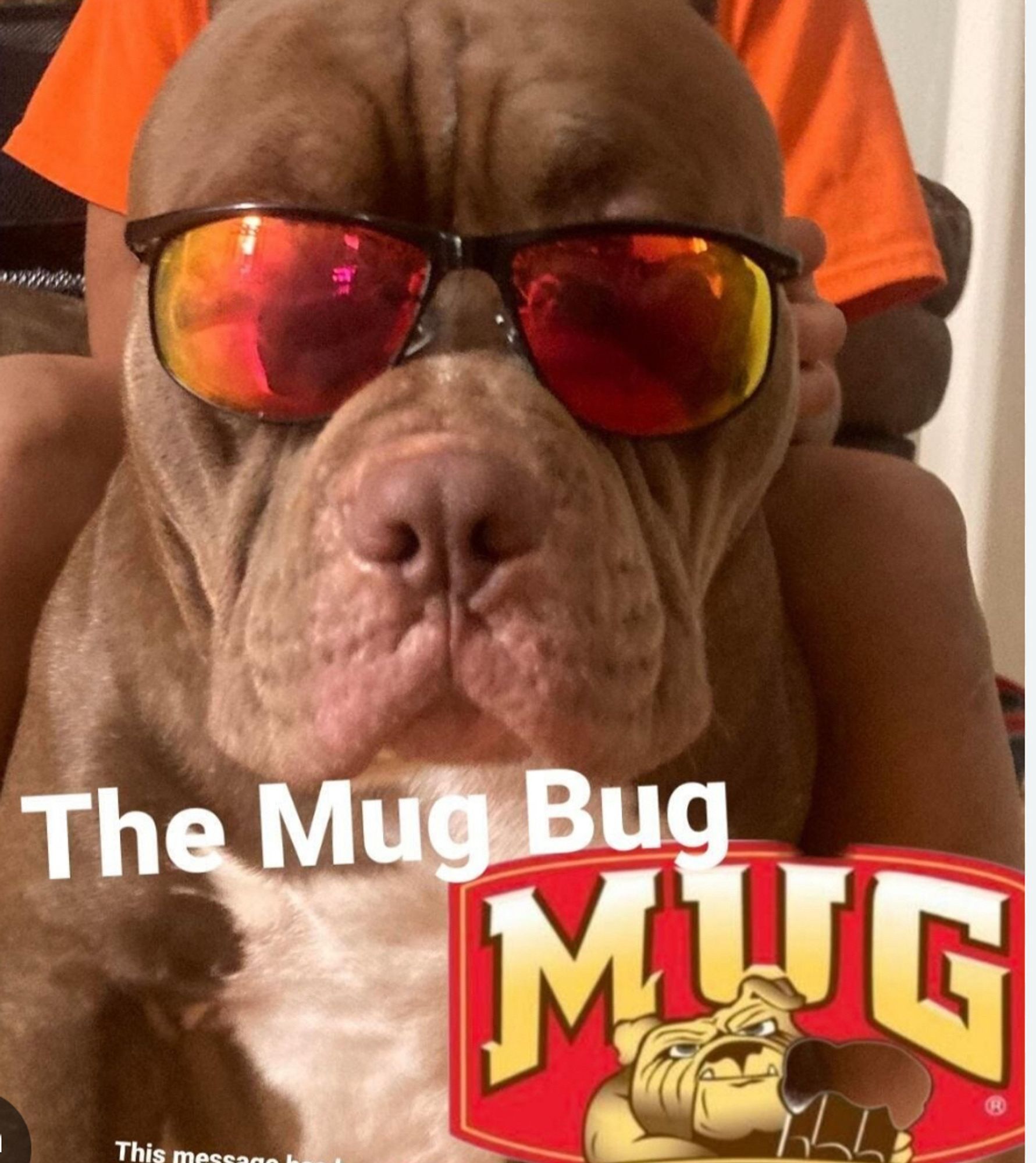 Dog with glasses and the Mug logo. The Mug Bug.