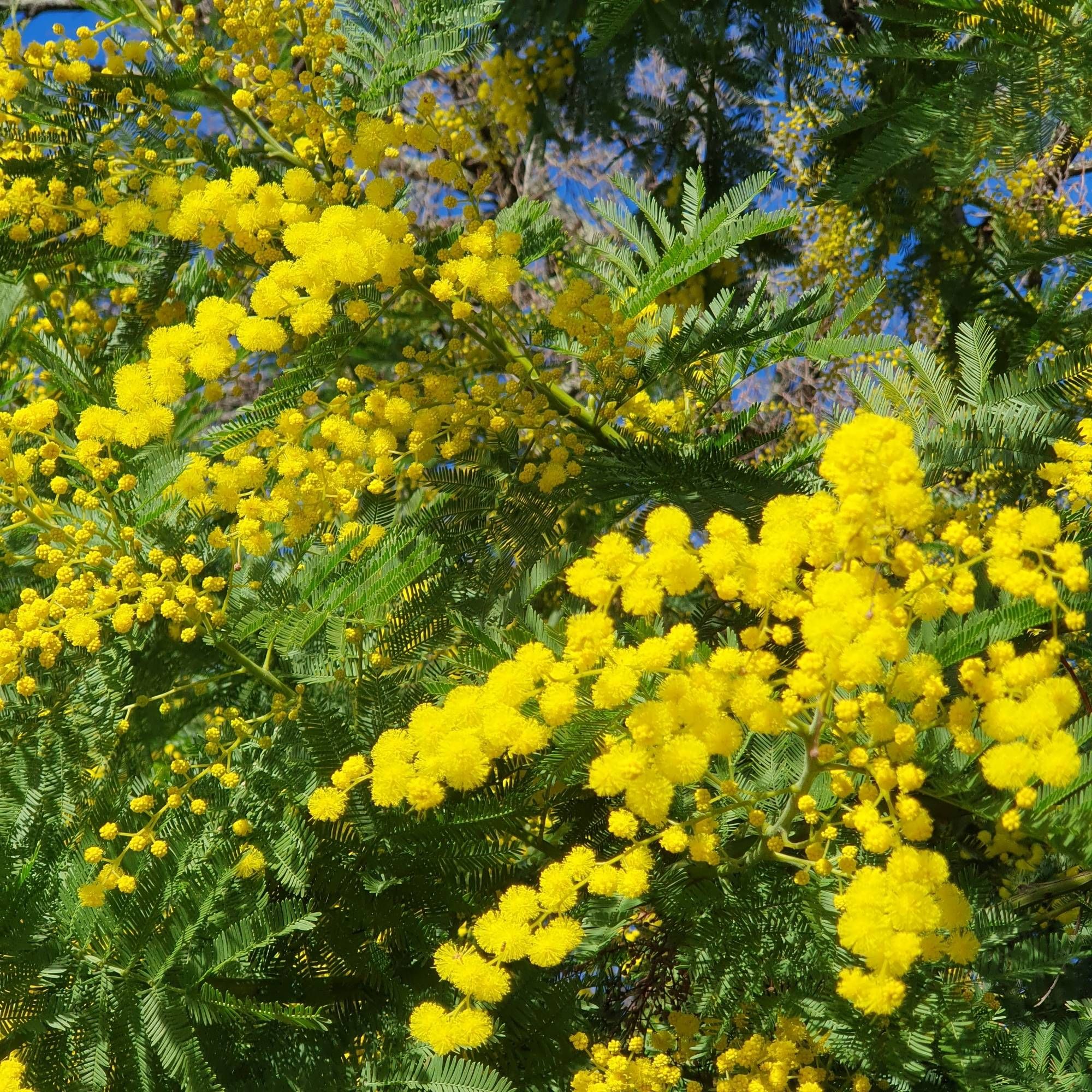 Le mimosa fleurit pleinement