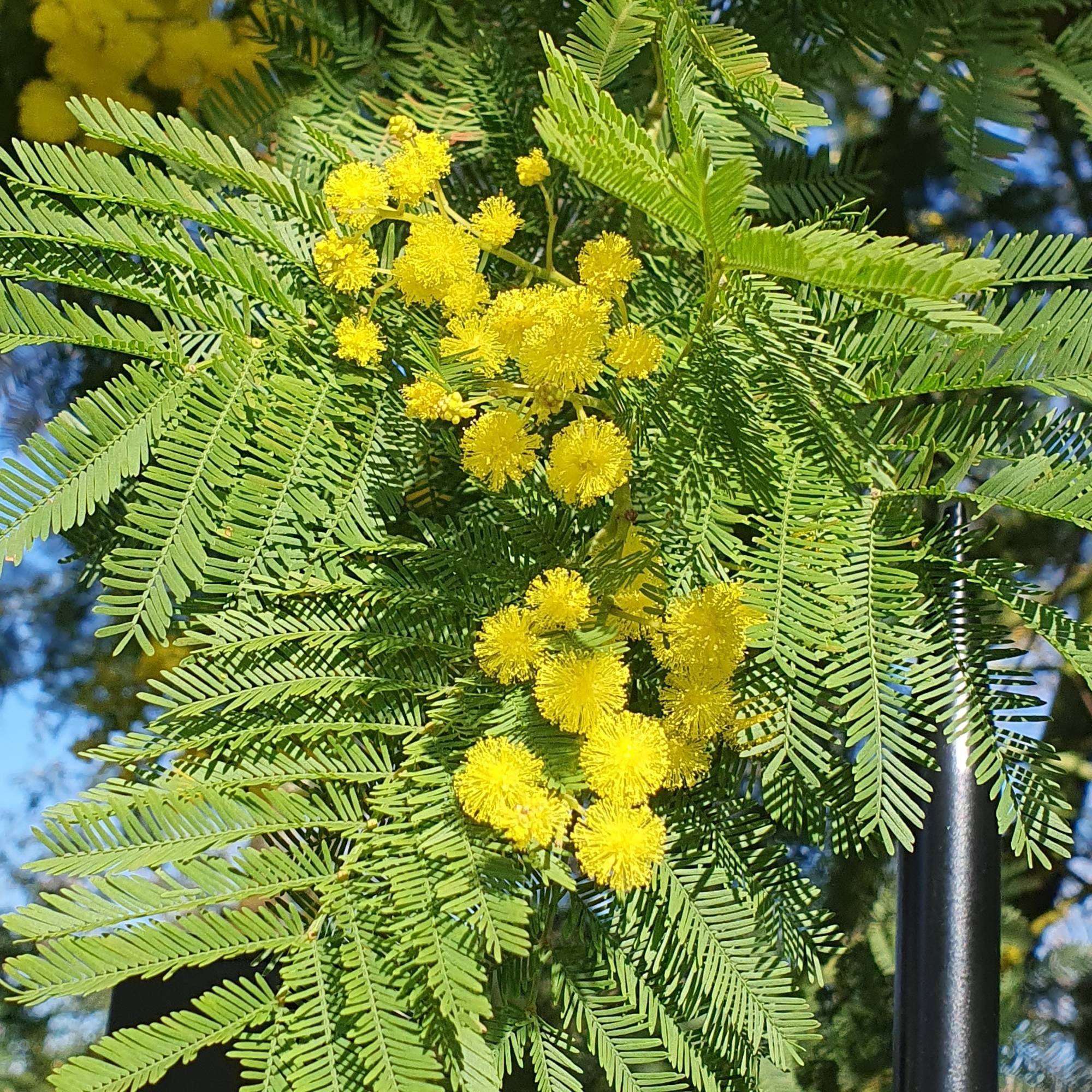 Fleurs de mimosa