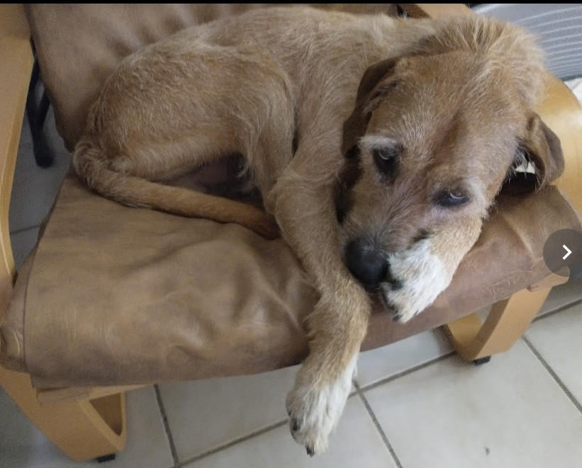 A dog relaxing in a chair