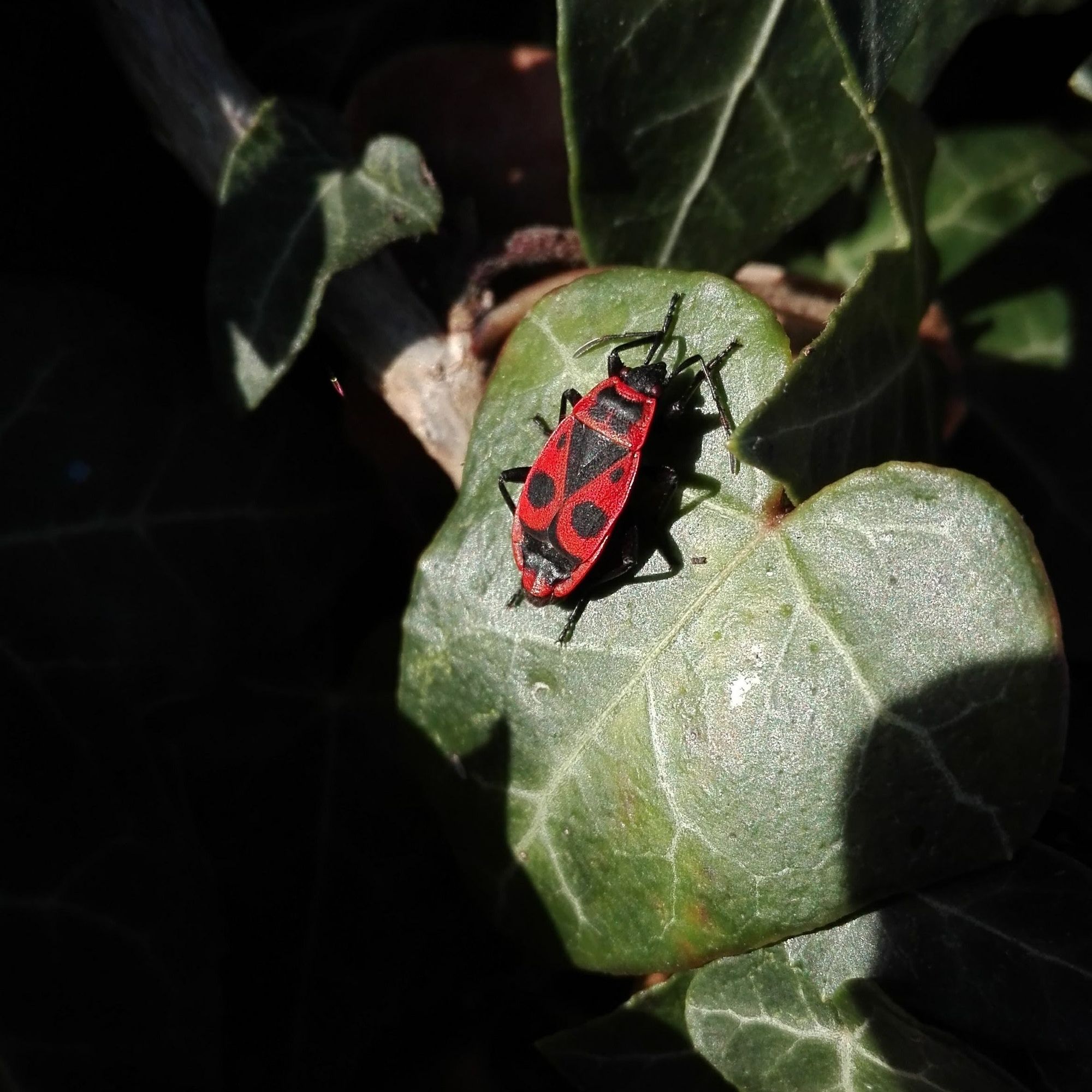 Un gendarme (Pyrrhocoris apterus), punaise très répandue en Europe, sur une feuille de lierre vert foncé. Elle est rouge avec des dessins noirs caractéristiques, donnant un beau contraste avec le vert de la feuille. L'arrière plan est tout noir.