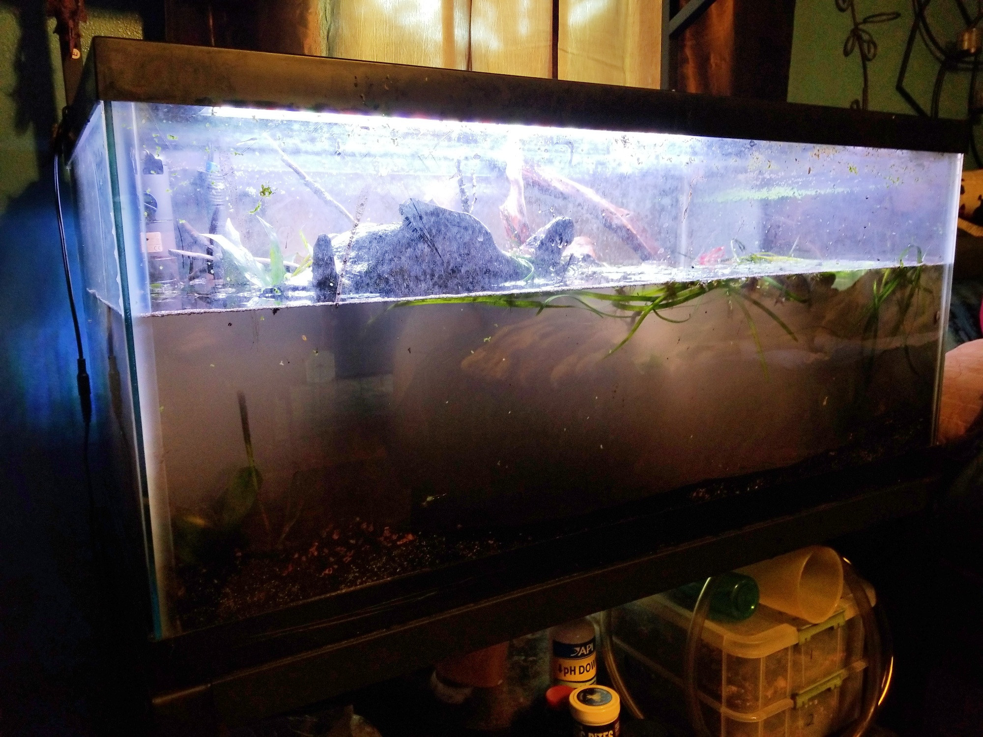 The 40 gallon tank, partially planted and partially filled. The water looks brown