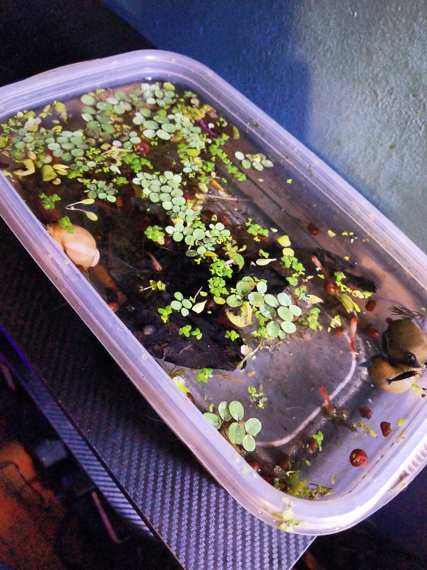 A large Tupperware container with guppies, snails, and shrimp in it with floating plants
