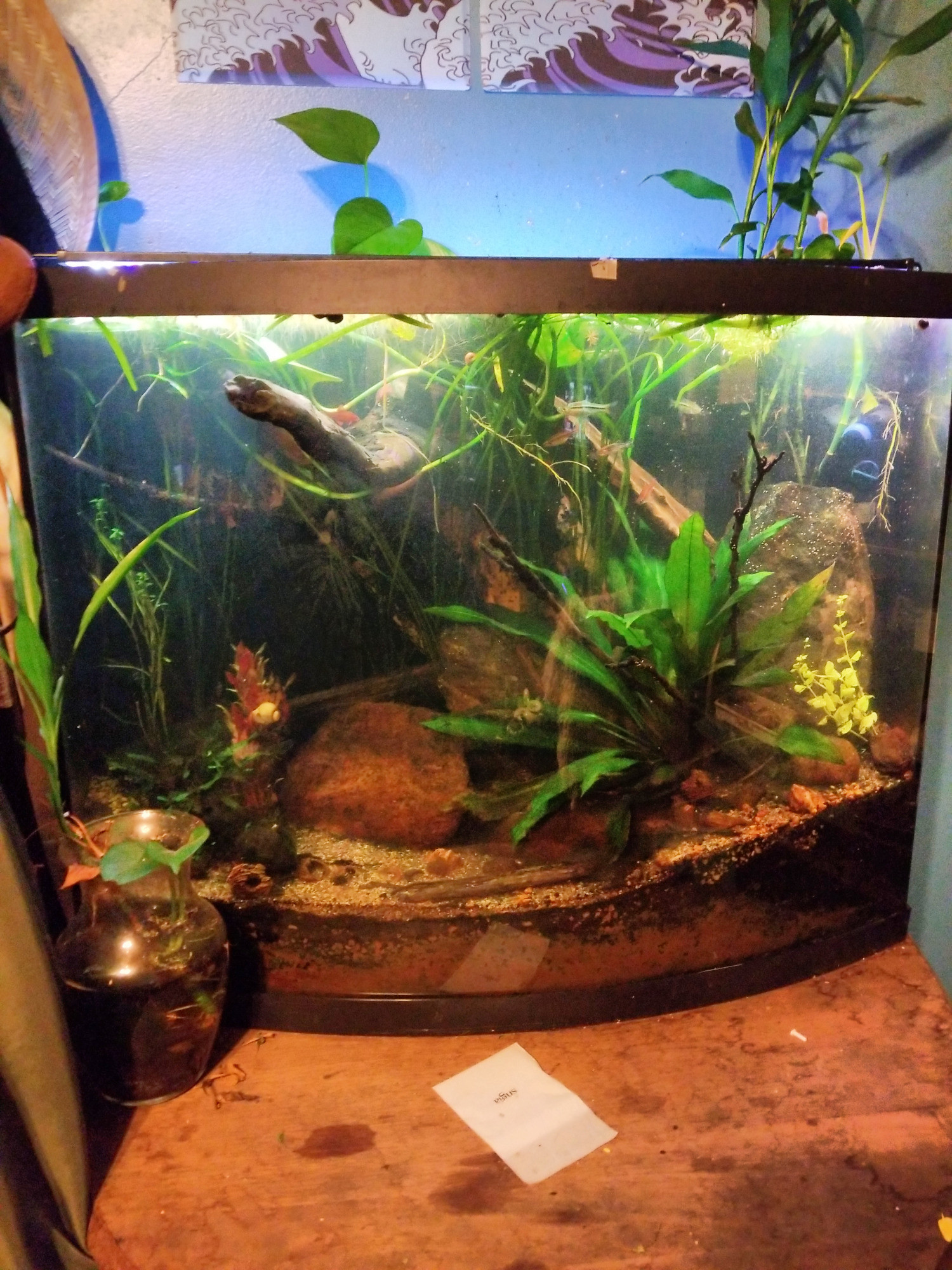a bowfront tank on a small wooden table. it is planted heavily