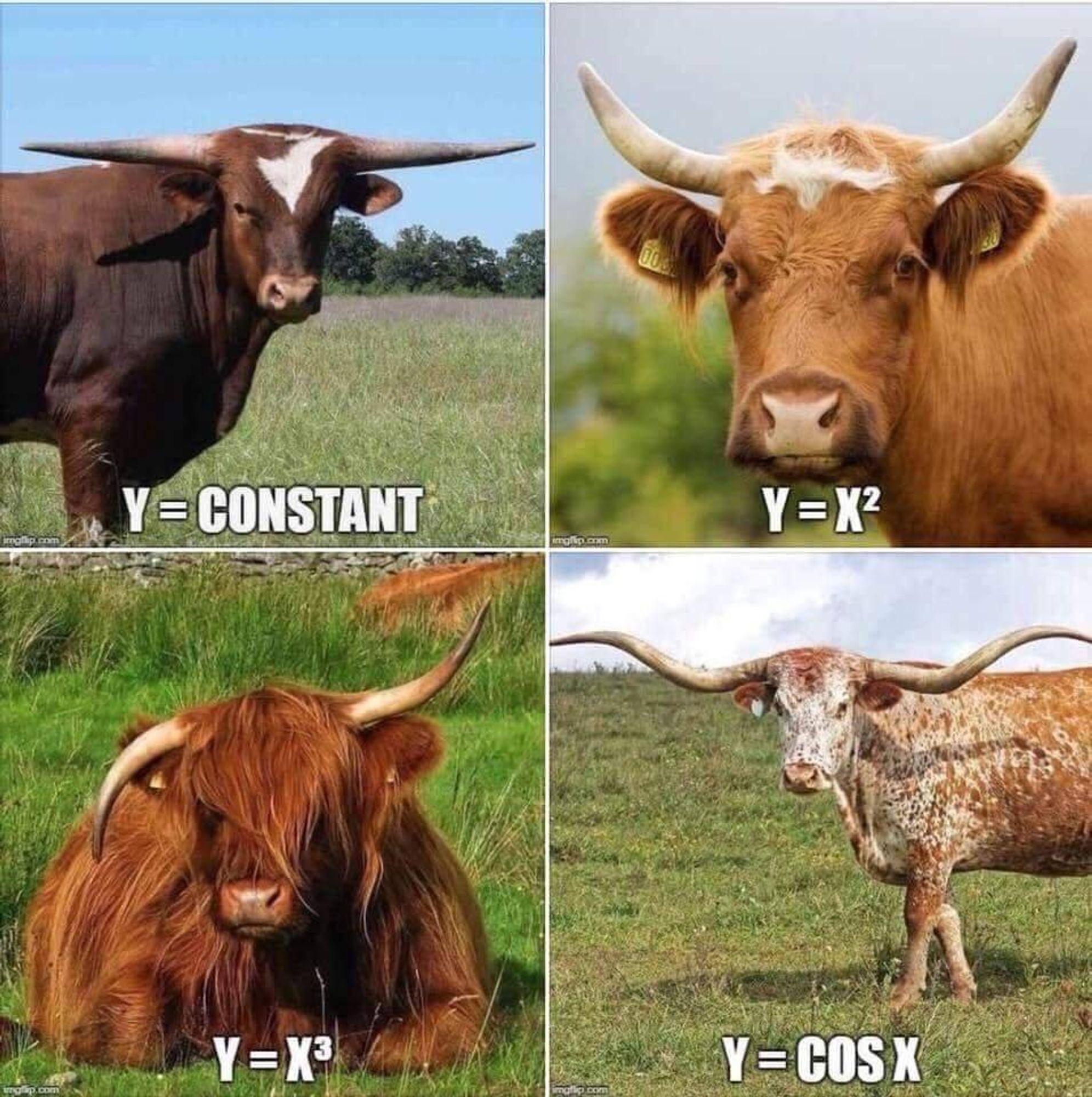 The image is a humorous meme featuring four pictures of cows, each labeled with a different mathematical equation that correlates with the shape of the cow's horns:

1. Top left: A cow with straight horizontal horns, labeled "Y = CONSTANT."
2. Top right: A cow with curved horns, forming a parabolic shape, labeled "Y = X²."
3. Bottom left: A cow with one horn curving upward and the other downward, forming a cubic shape, labeled "Y = X³."
4. Bottom right: A cow with wavy horns, forming a sinusoidal pattern, labeled "Y = COS X."

Each cow's horns visually represent the graph of the respective mathematical function.