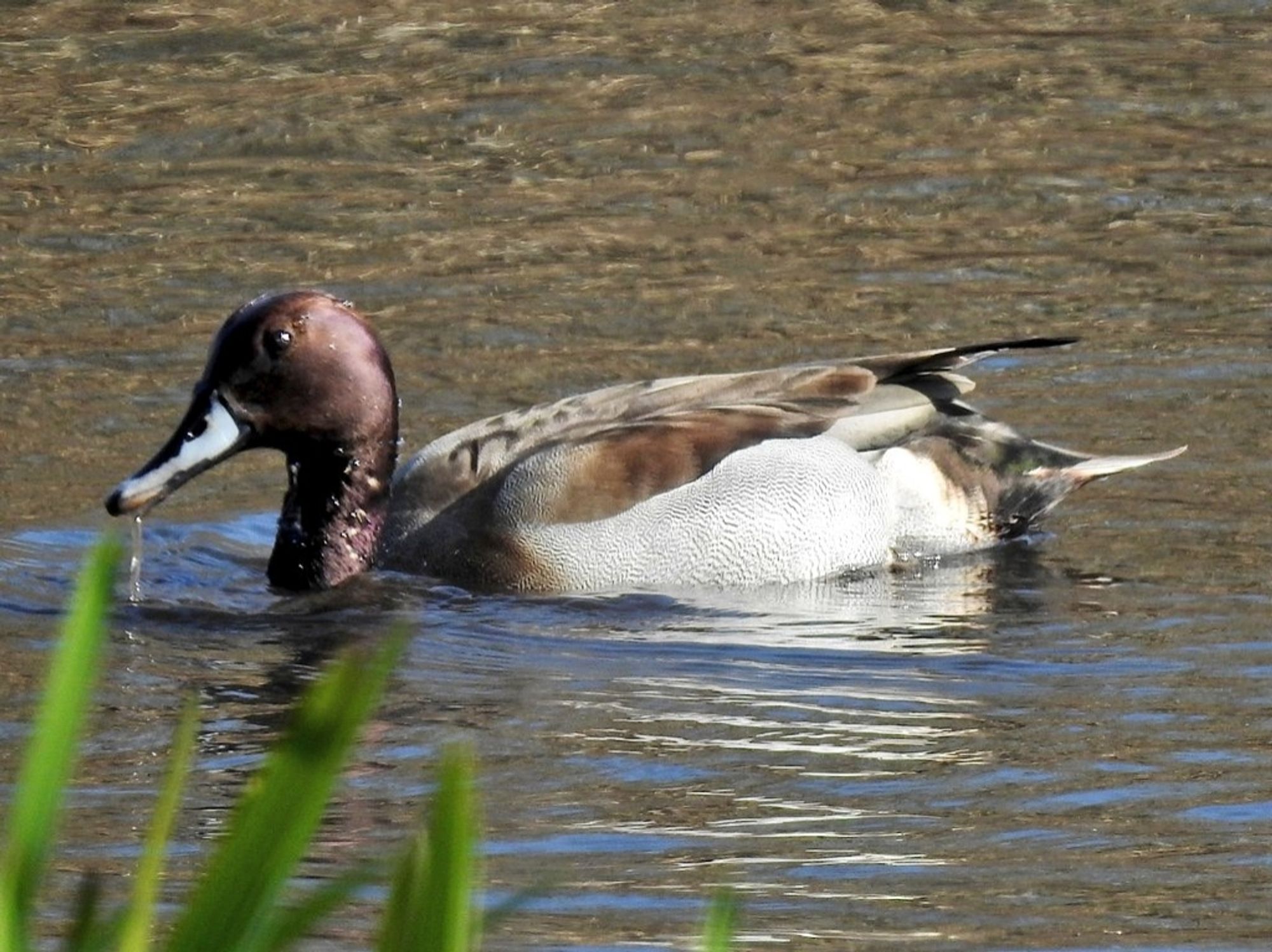 A close up photo of a chocolate brown Mallard sized duck